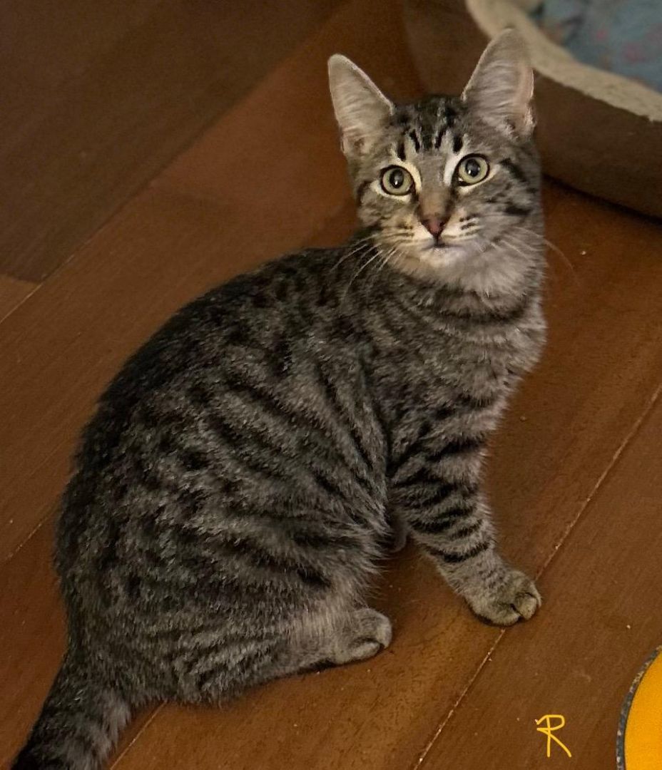 Enlarge Raven, a Adoptable mixed breed in Sayreville, NJ image 1/1