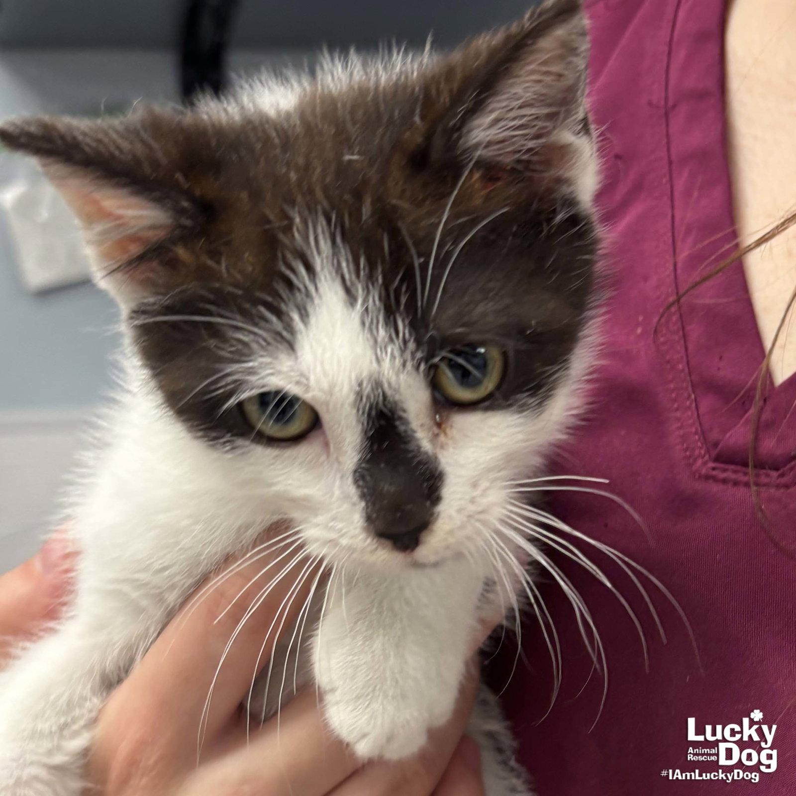 Enlarge Guiness, a Adoptable Domestic Short Hair in Washington, DC image 1/2