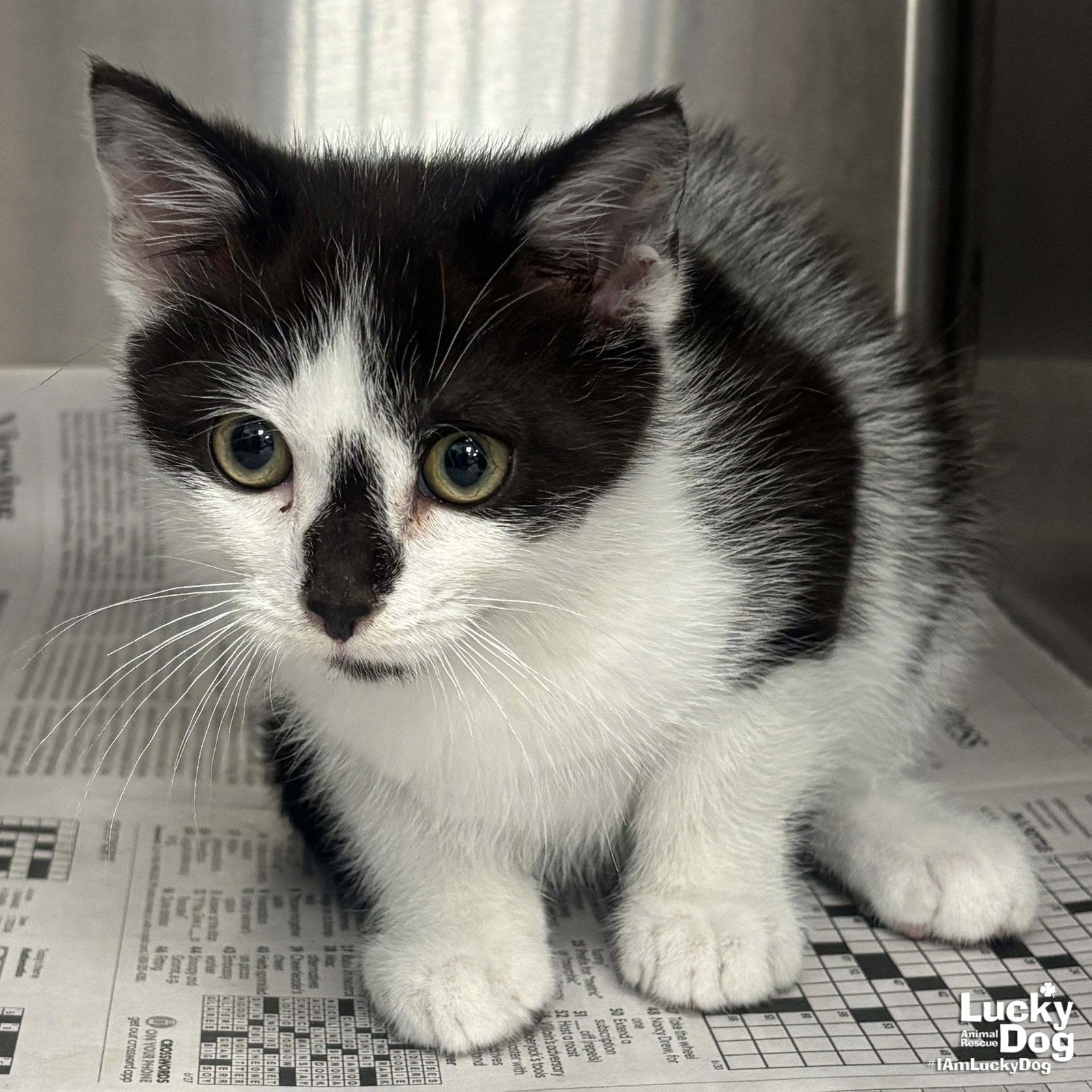 Enlarge Guiness, a Adoptable Domestic Short Hair in Washington, DC image 2/2