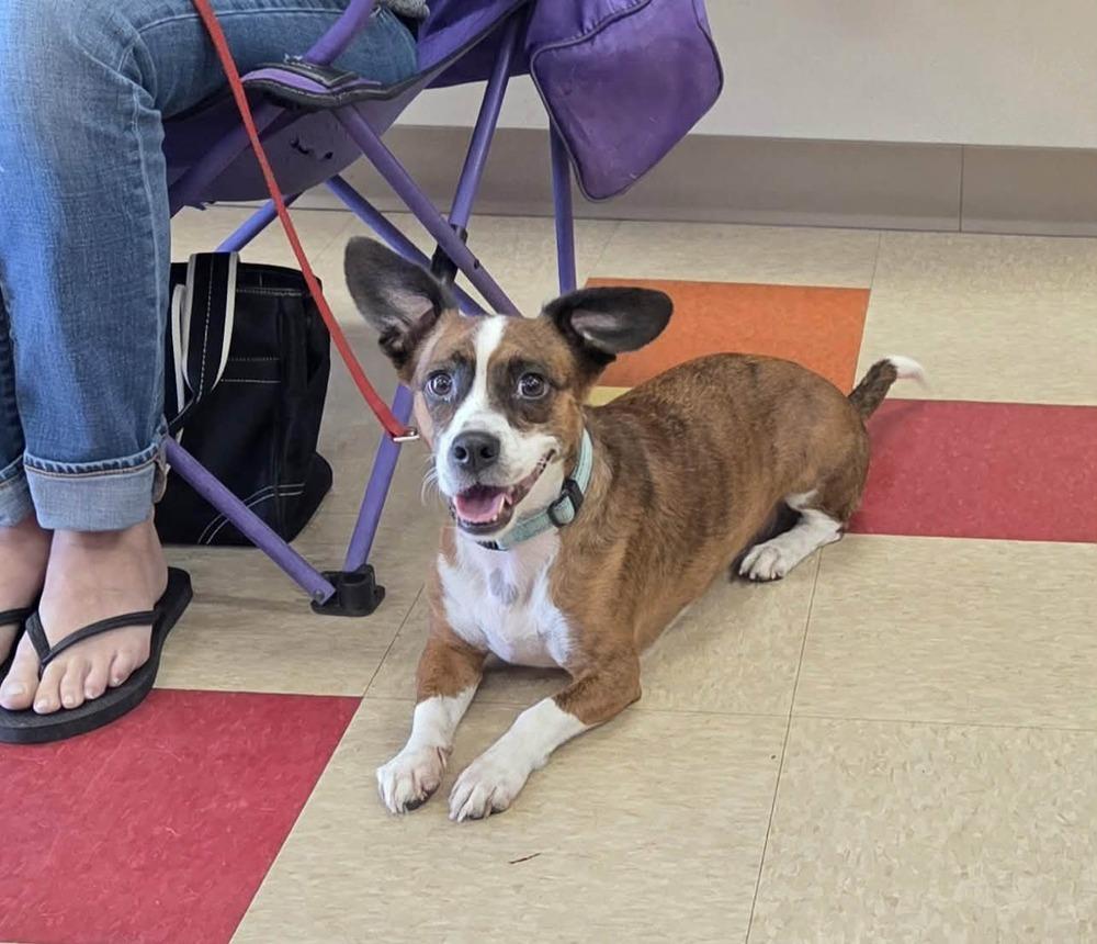 Diggy, Adoptable, Adult Male Boston Terrier & Beagle.