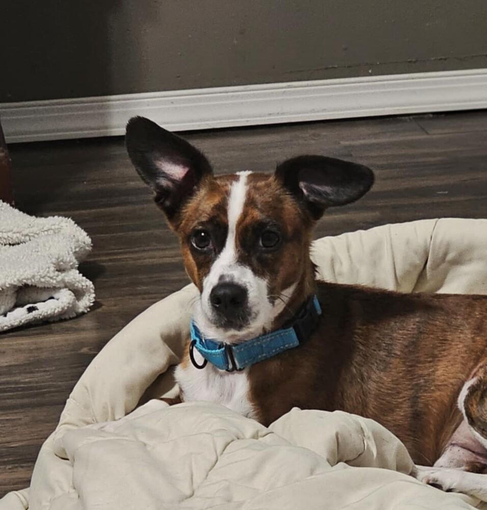 Enlarge Diggy, a Adoptable mixed breed in Peoria, IL image 2/6