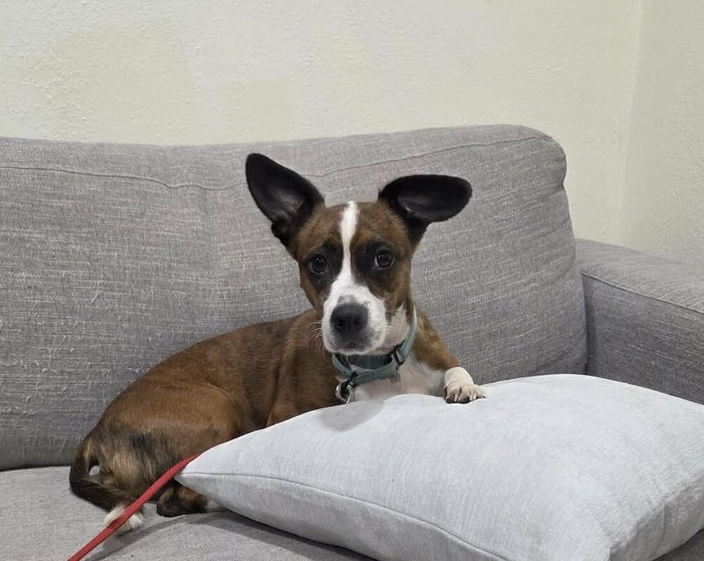 Enlarge Diggy, a Adoptable mixed breed in Peoria, IL image 3/6