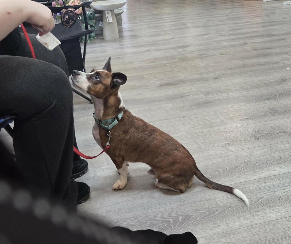 Enlarge Diggy, a Adoptable mixed breed in Peoria, IL image 5/6