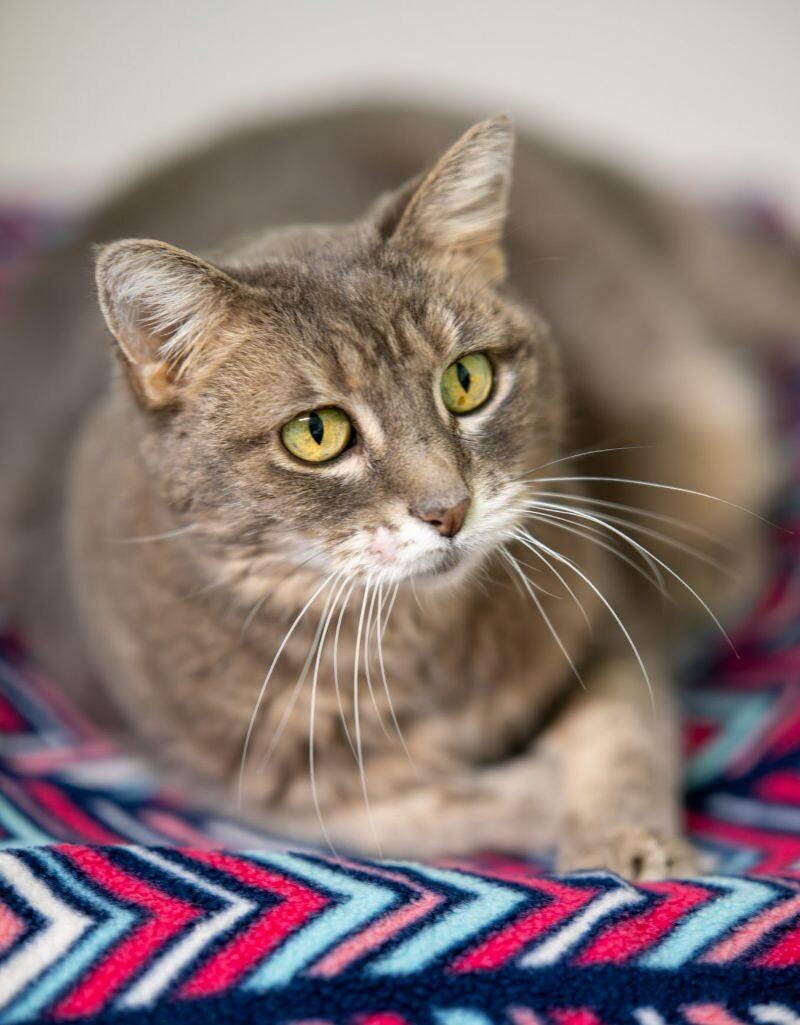 Soft Paws, Adoptable, Senior Female Domestic Short Hair.