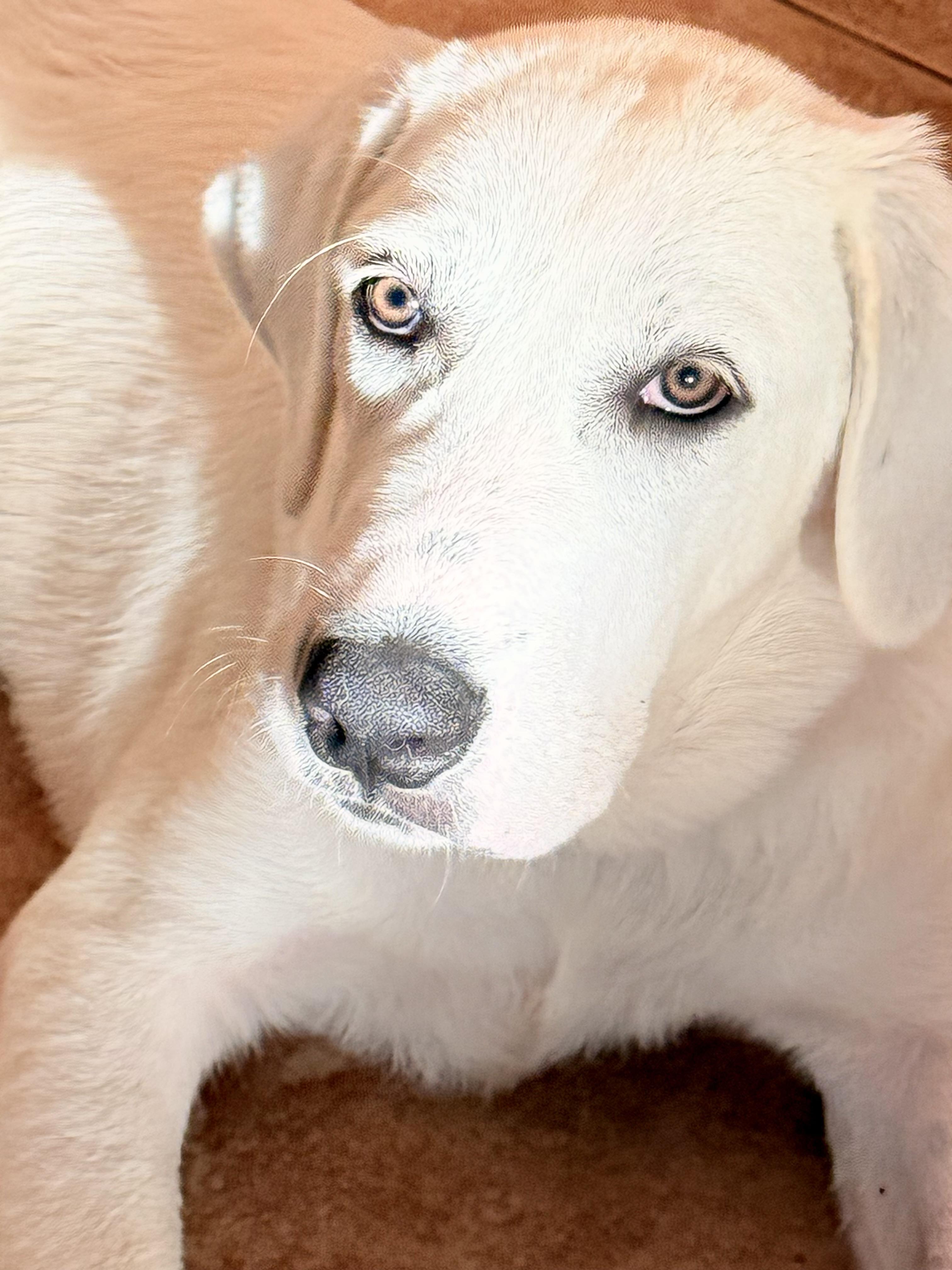 Mia Grace ATX, Adoptable, Young Female Akbash & Great Pyrenees.