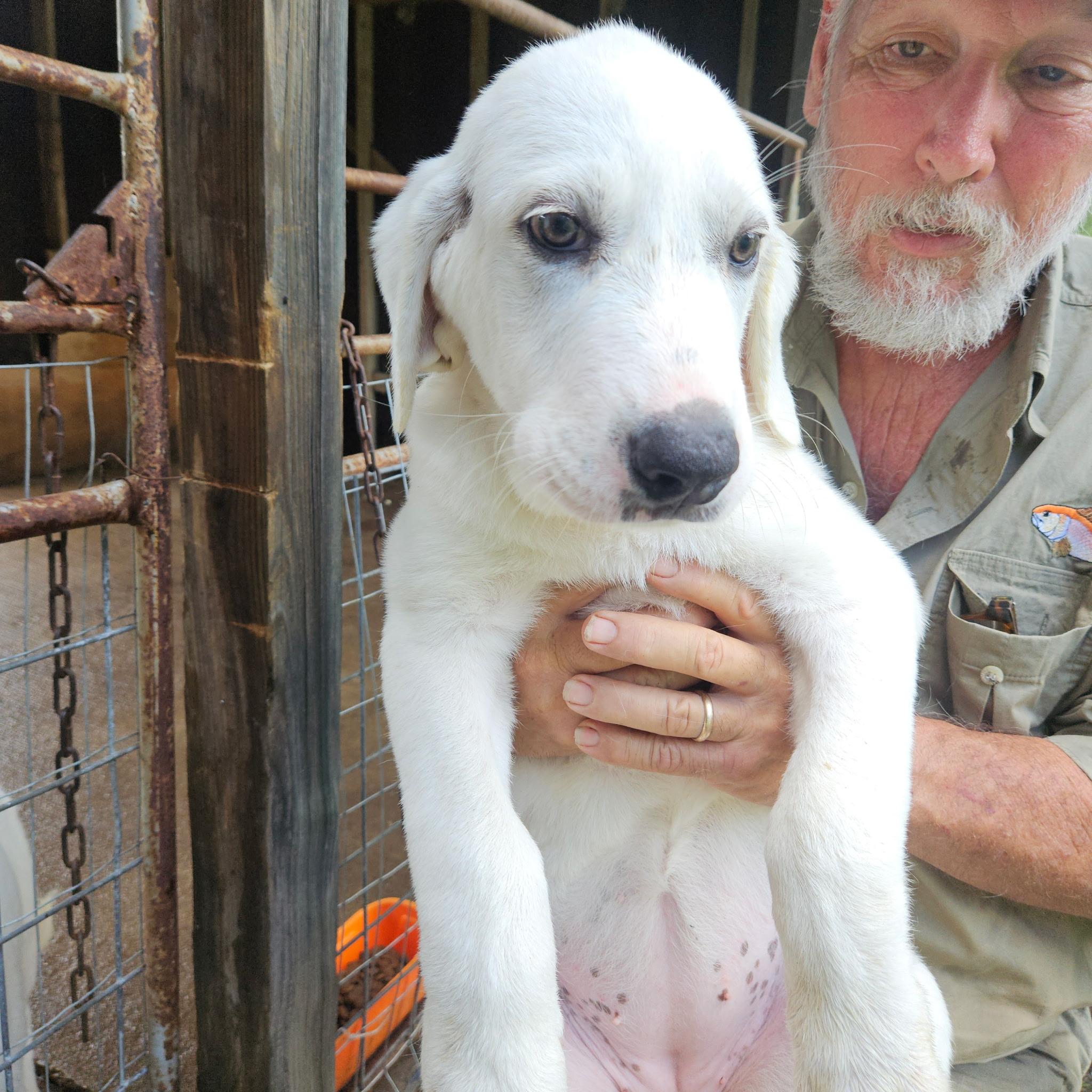 Enlarge Mia Grace ATX, a Adoptable mixed breed in Saint Jo, TX image 2/6
