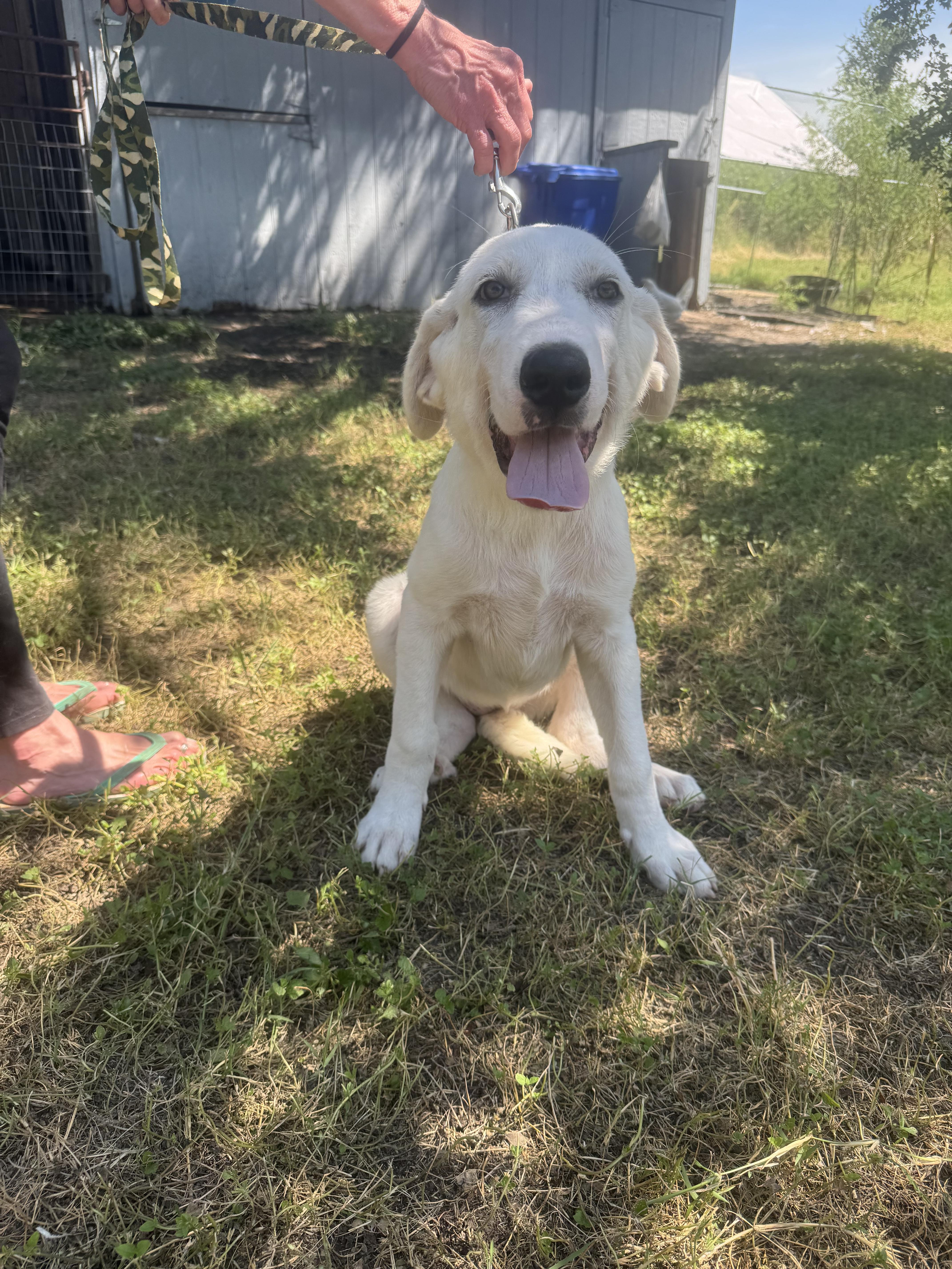 Enlarge Mia Grace ATX, a Adoptable mixed breed in Saint Jo, TX image 3/6