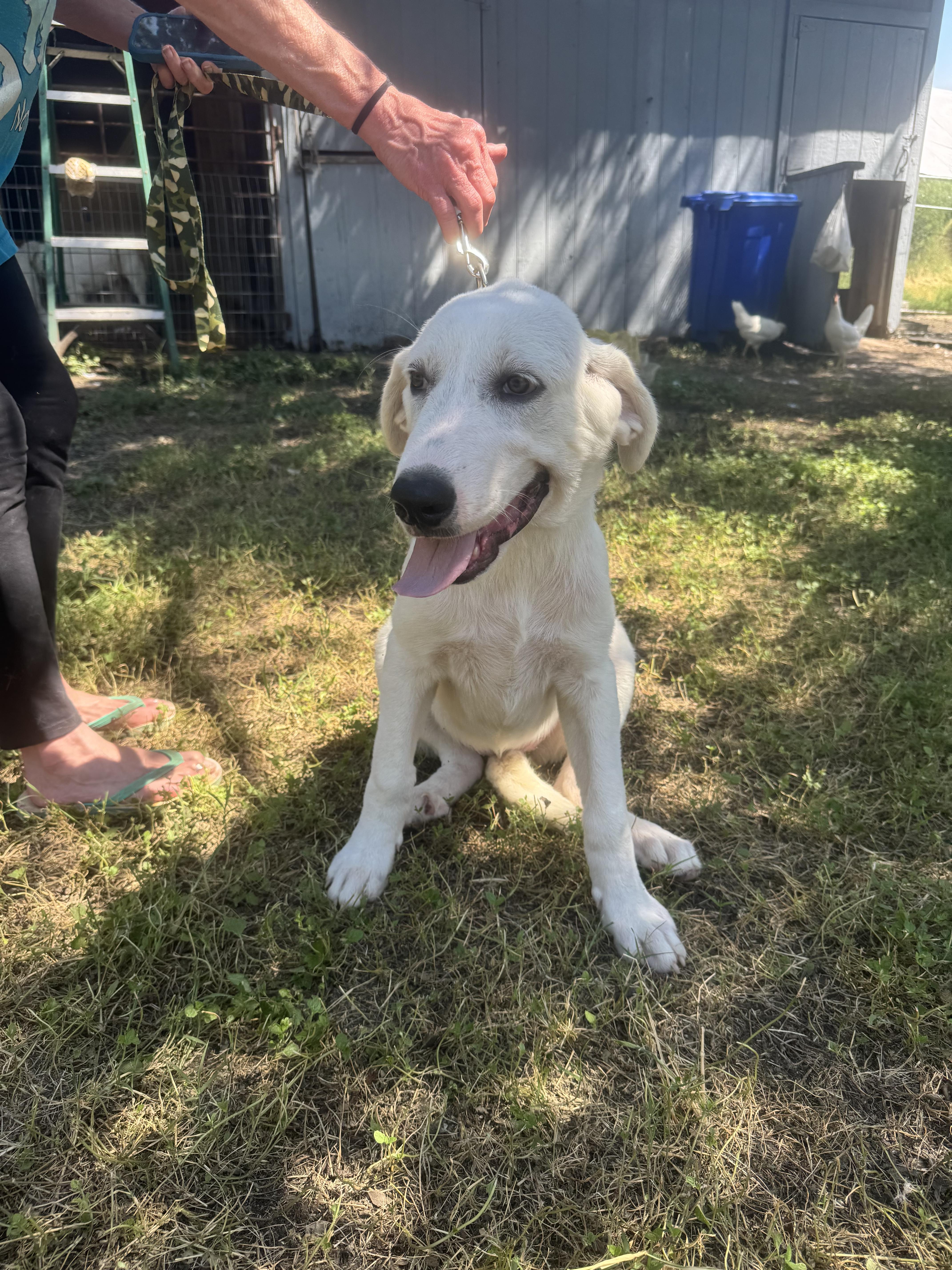 Enlarge Mia Grace ATX, a Adoptable mixed breed in Saint Jo, TX image 4/6