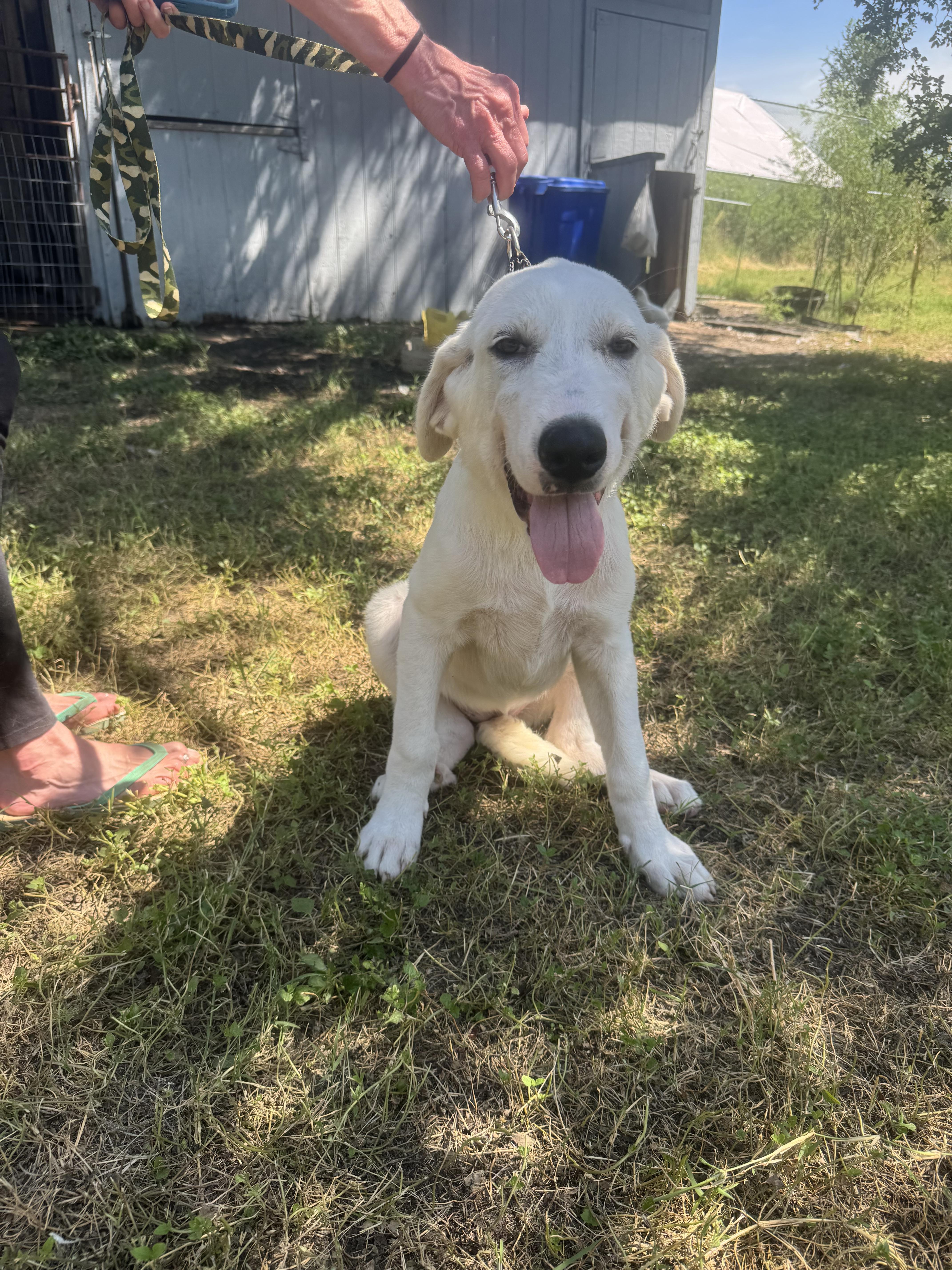Enlarge Mia Grace ATX, a Adoptable mixed breed in Saint Jo, TX image 5/6