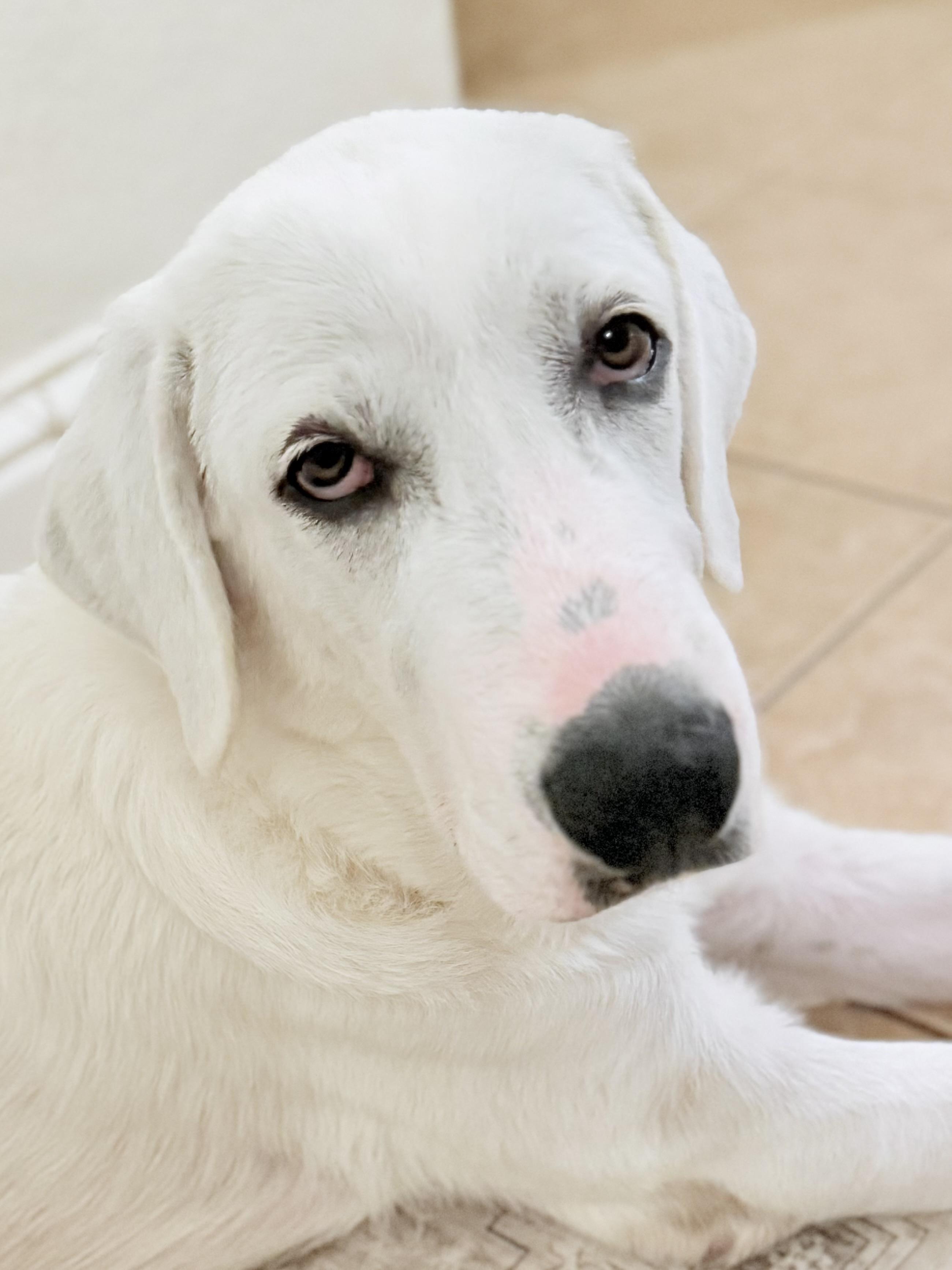 Enlarge Mia Grace ATX, a Adoptable mixed breed in Saint Jo, TX image 6/6