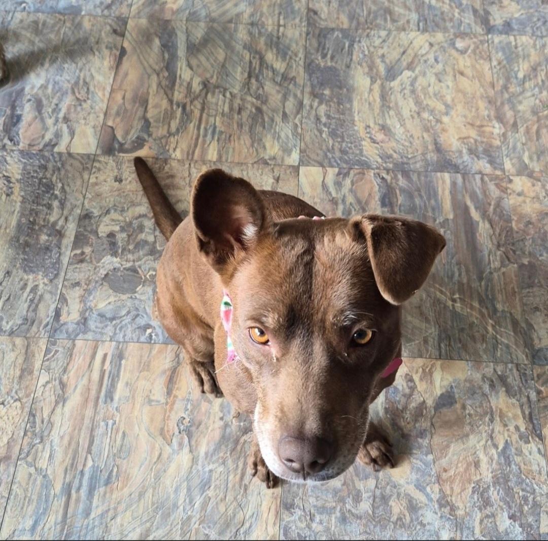 Enlarge Jeanie, a Adoptable mixed breed in Marengo, IL image 2/3