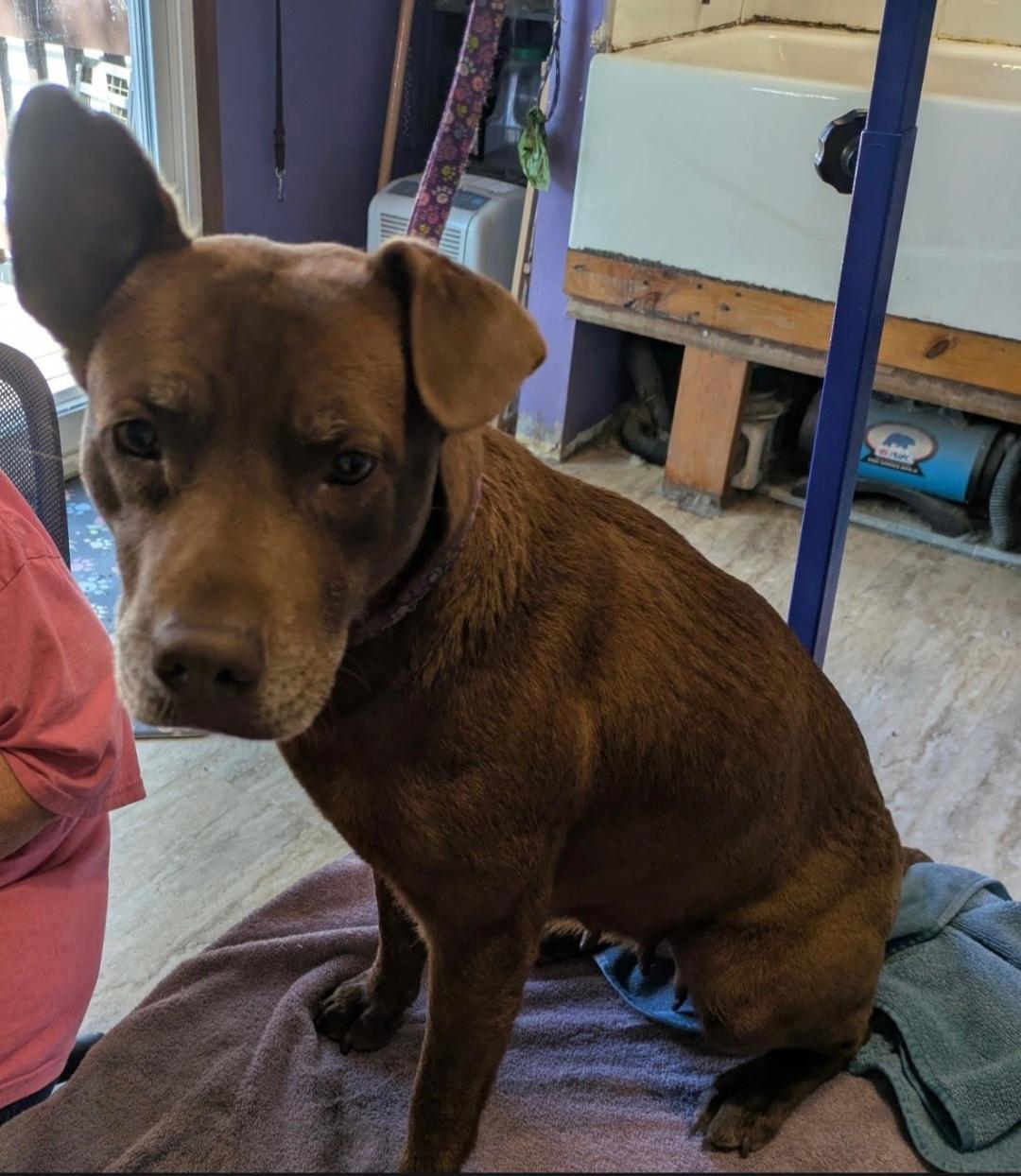 Enlarge Jeanie, a Adoptable mixed breed in Marengo, IL image 1/3