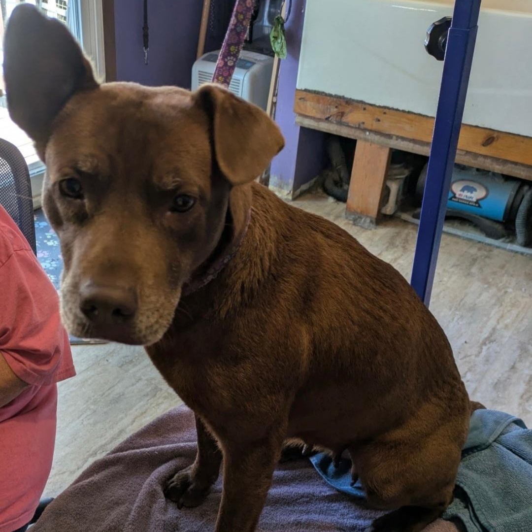Enlarge Jeannie, a Adoptable mixed breed in Marengo, IL image 2/6