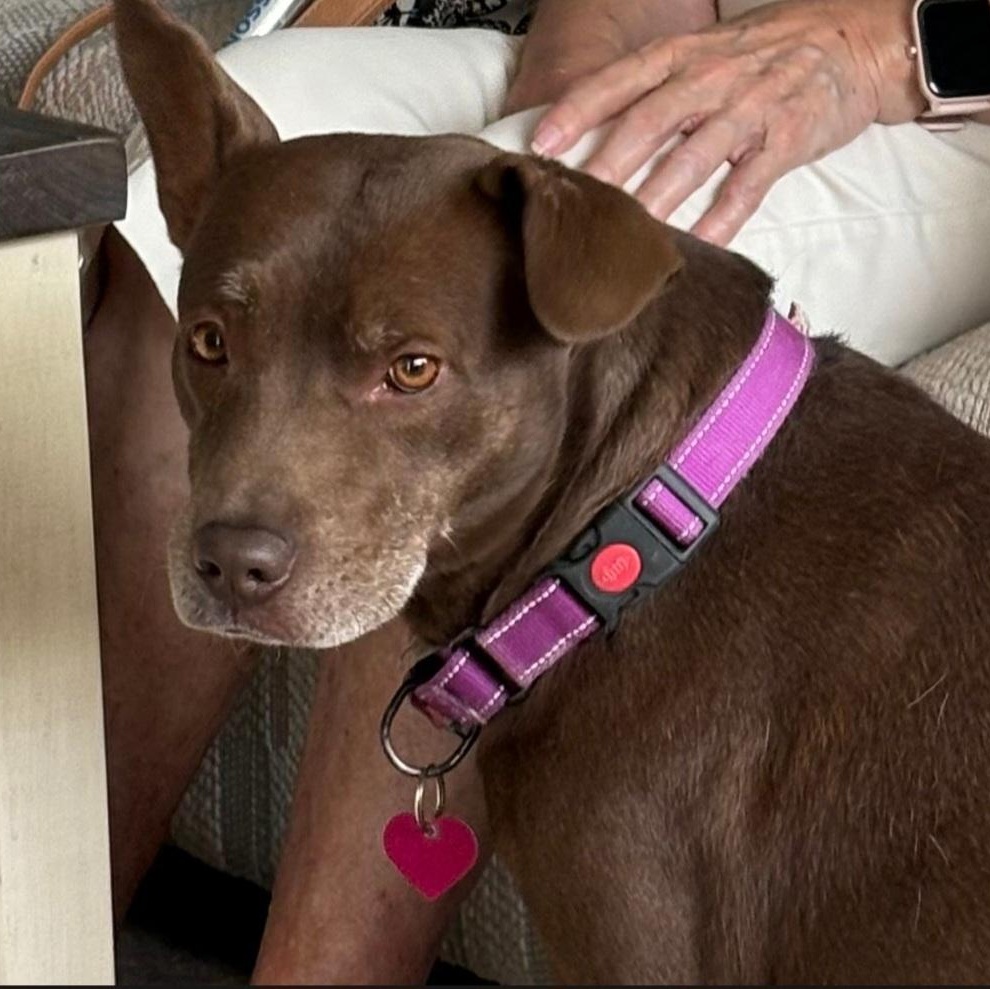 Jeannie, Adoptable, Adult Female Mixed Breed & Chocolate Labrador Retriever.