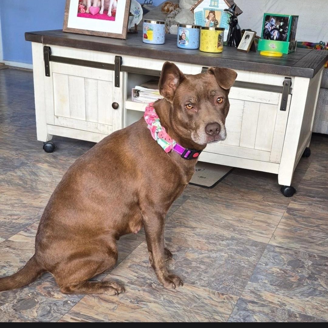 Enlarge Jeanie, a Adoptable mixed breed in Marengo, IL image 3/3