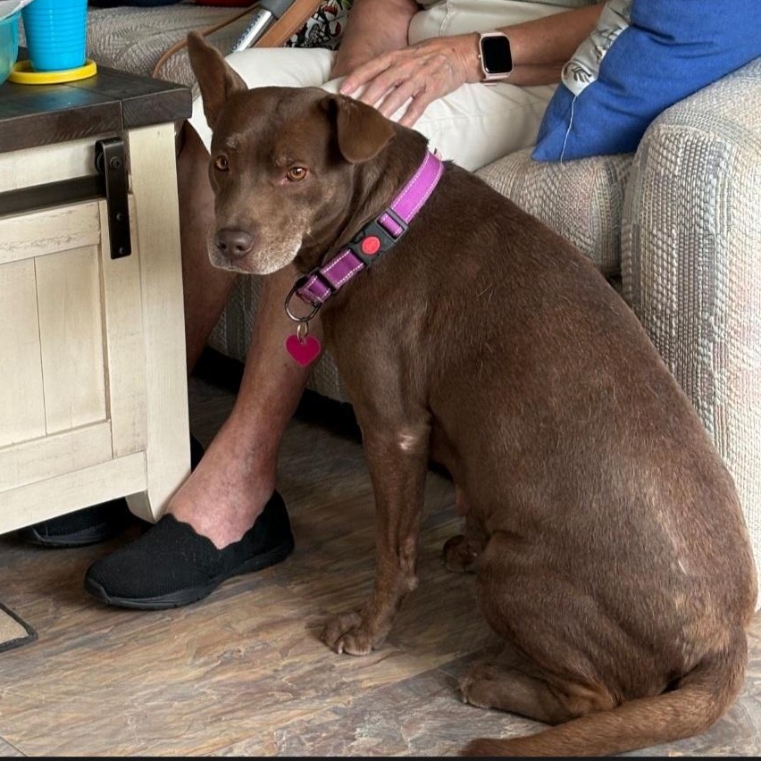 Enlarge Jeannie, a Adoptable mixed breed in Marengo, IL image 3/6