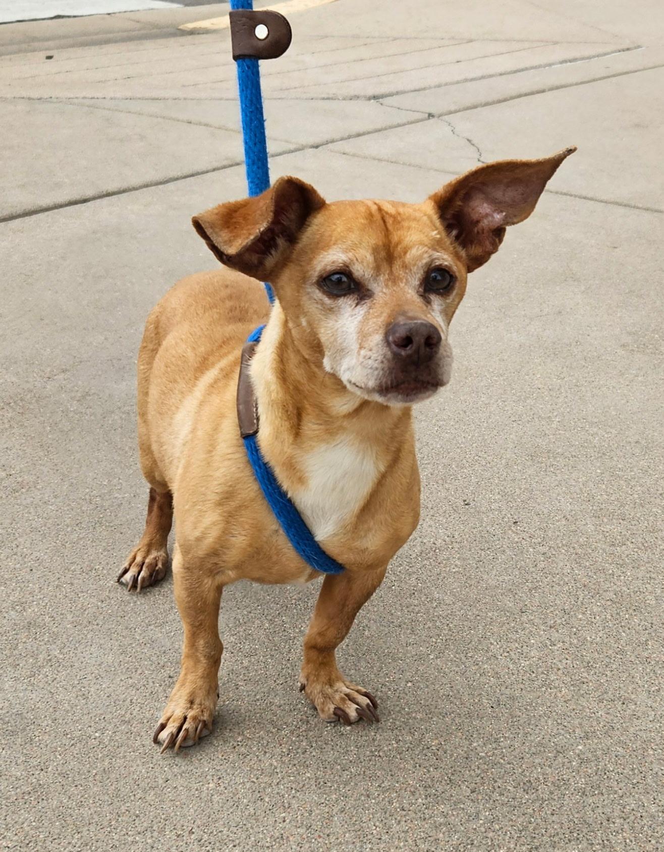 Enlarge Vernon, a Adoptable mixed breed in Littleton, CO image 1/2