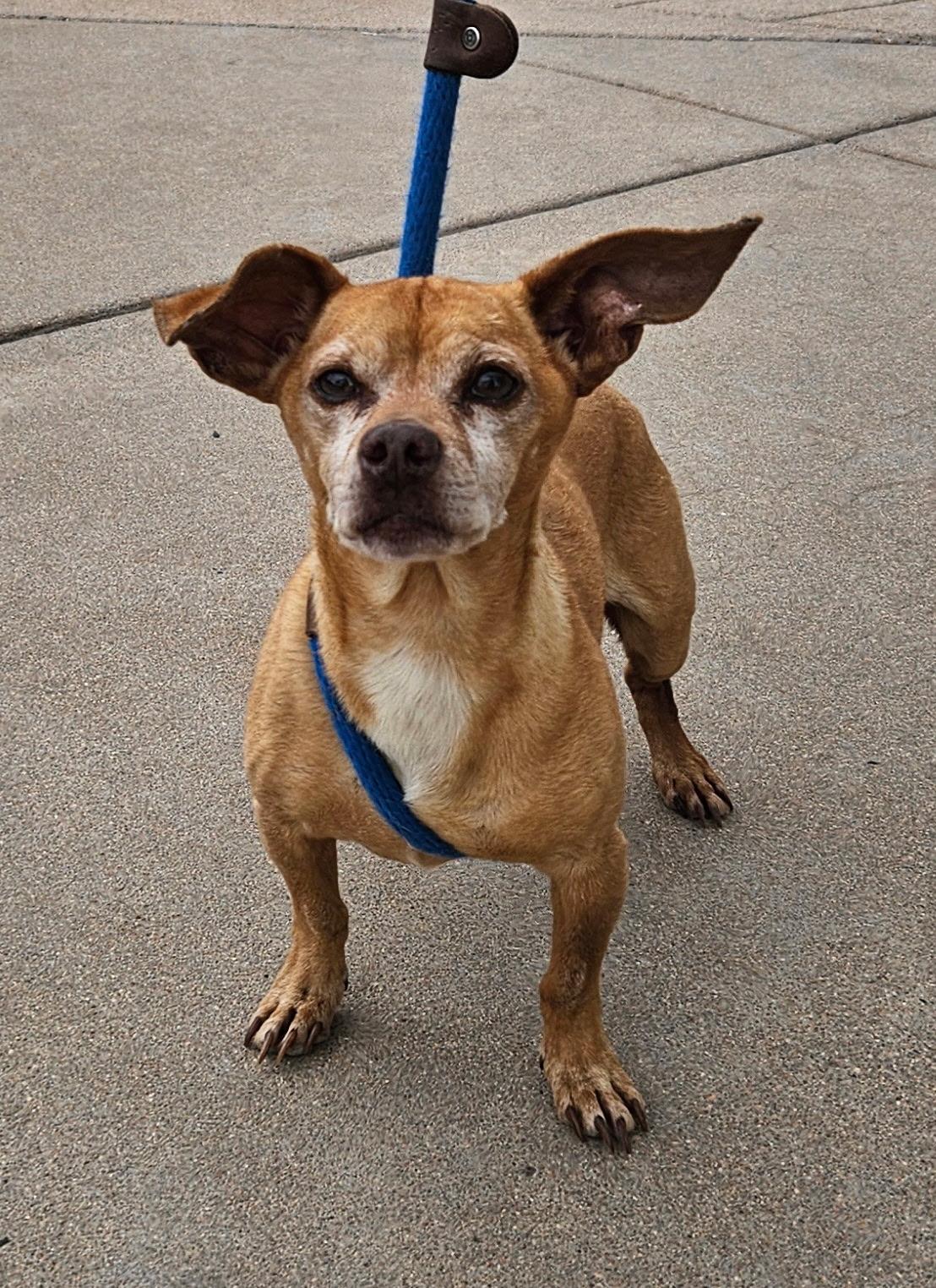 Enlarge Vernon, a Adoptable mixed breed in Littleton, CO image 2/2