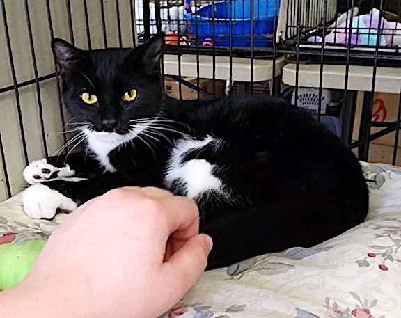 Enlarge Ziggy, a Adoptable Domestic Short Hair image 2/3