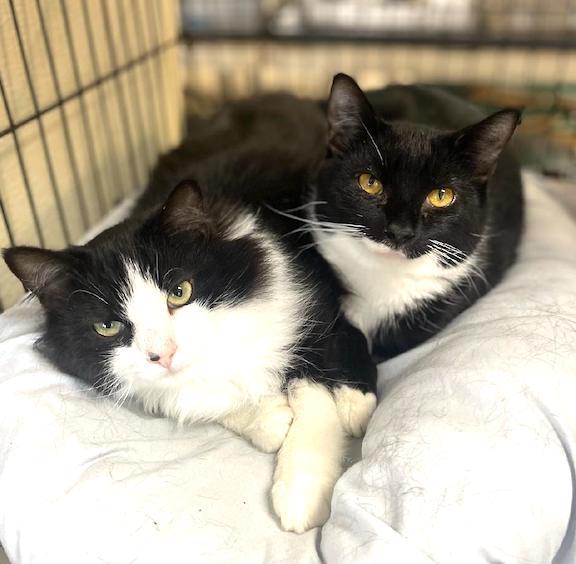 Enlarge Ziggy, a Adoptable Domestic Short Hair image 3/3