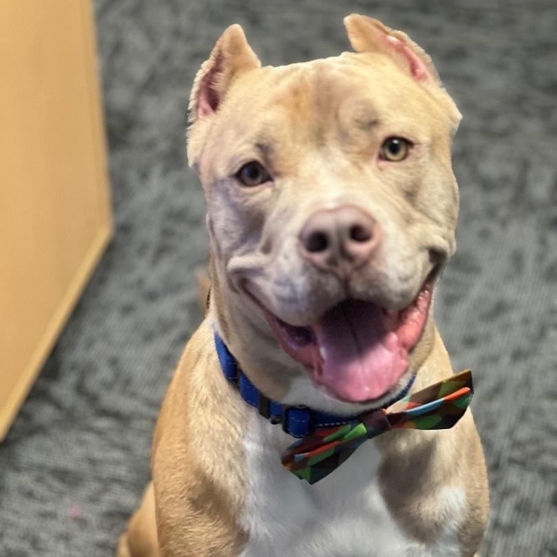 Enlarge Barney, a ADOPTABLE American Staffordshire Terrier in Montclair, NJ image 5/5