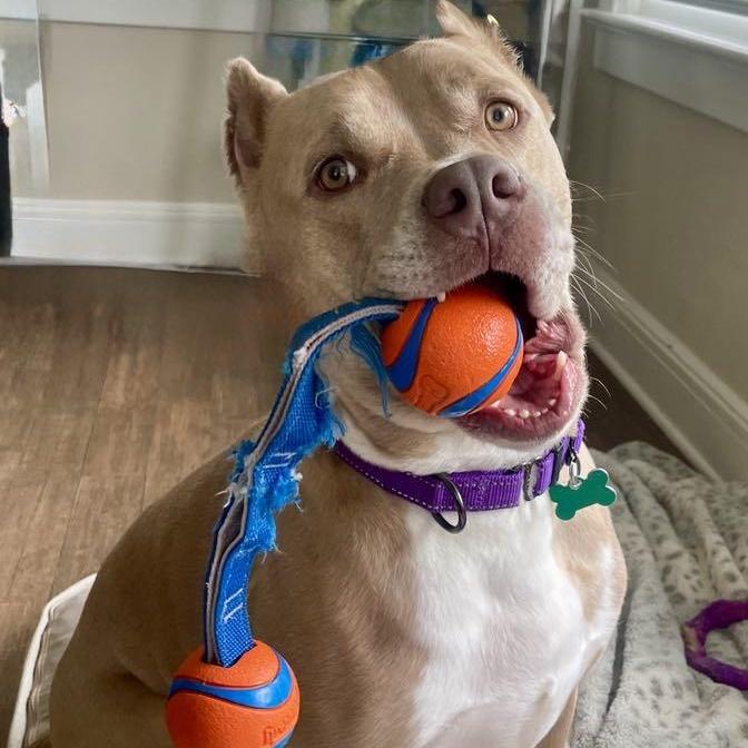 Enlarge Barney, a ADOPTABLE American Staffordshire Terrier in Montclair, NJ image 2/5