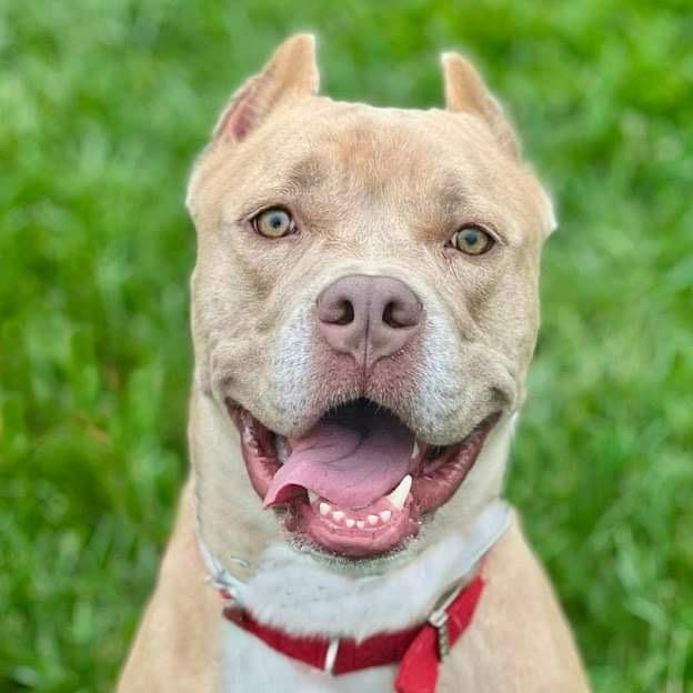 Enlarge Barney, a ADOPTABLE American Staffordshire Terrier in Montclair, NJ image 3/5