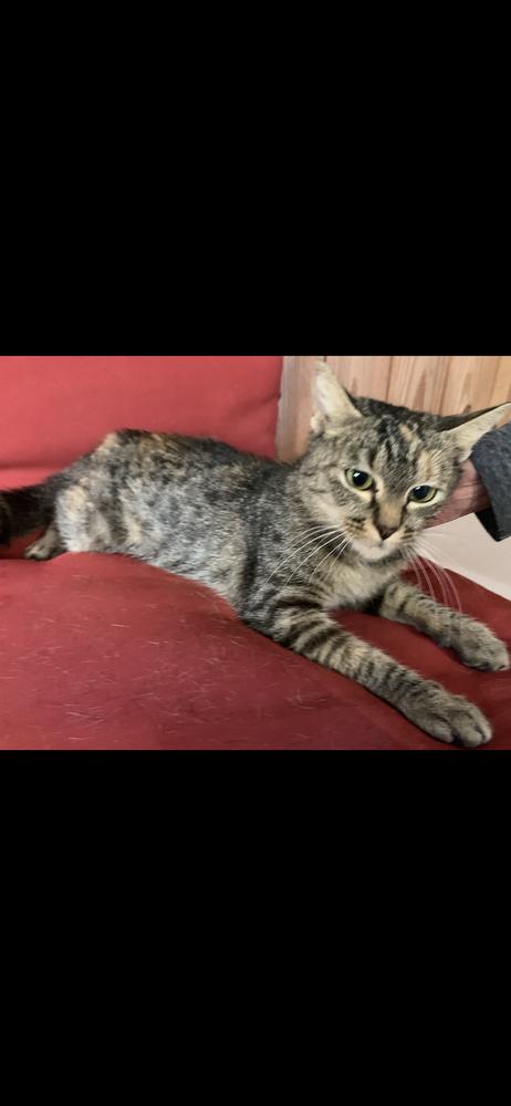 Kit Kat, Adoptable, Young Female Domestic Short Hair.