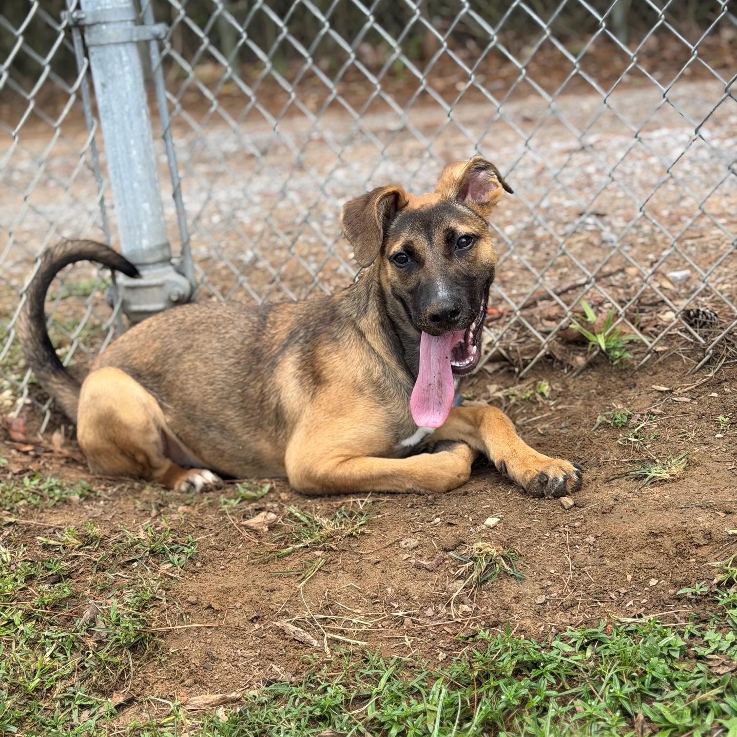 Winnie, ADOPTABLE, Young Female German Shepherd Dog.