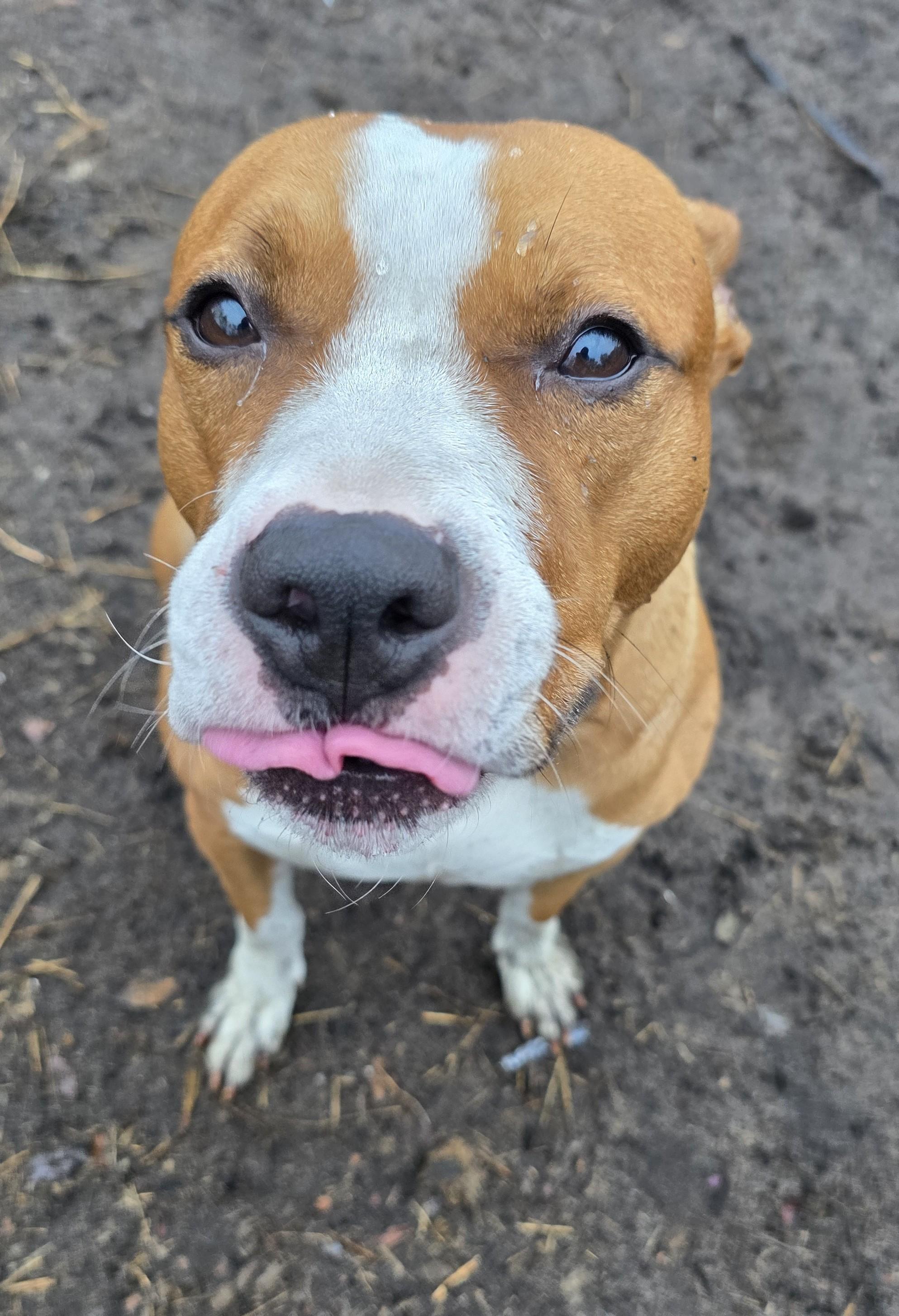 Enlarge Riley, a Adoptable mixed breed in Boca Raton, FL image 2/5