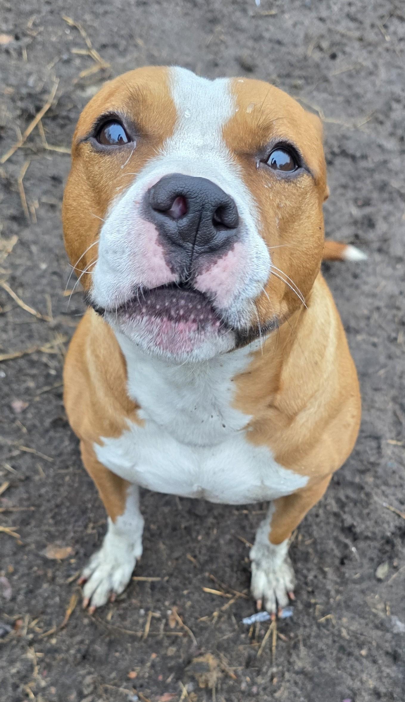 Enlarge Riley, a Adoptable mixed breed in Boca Raton, FL image 1/5