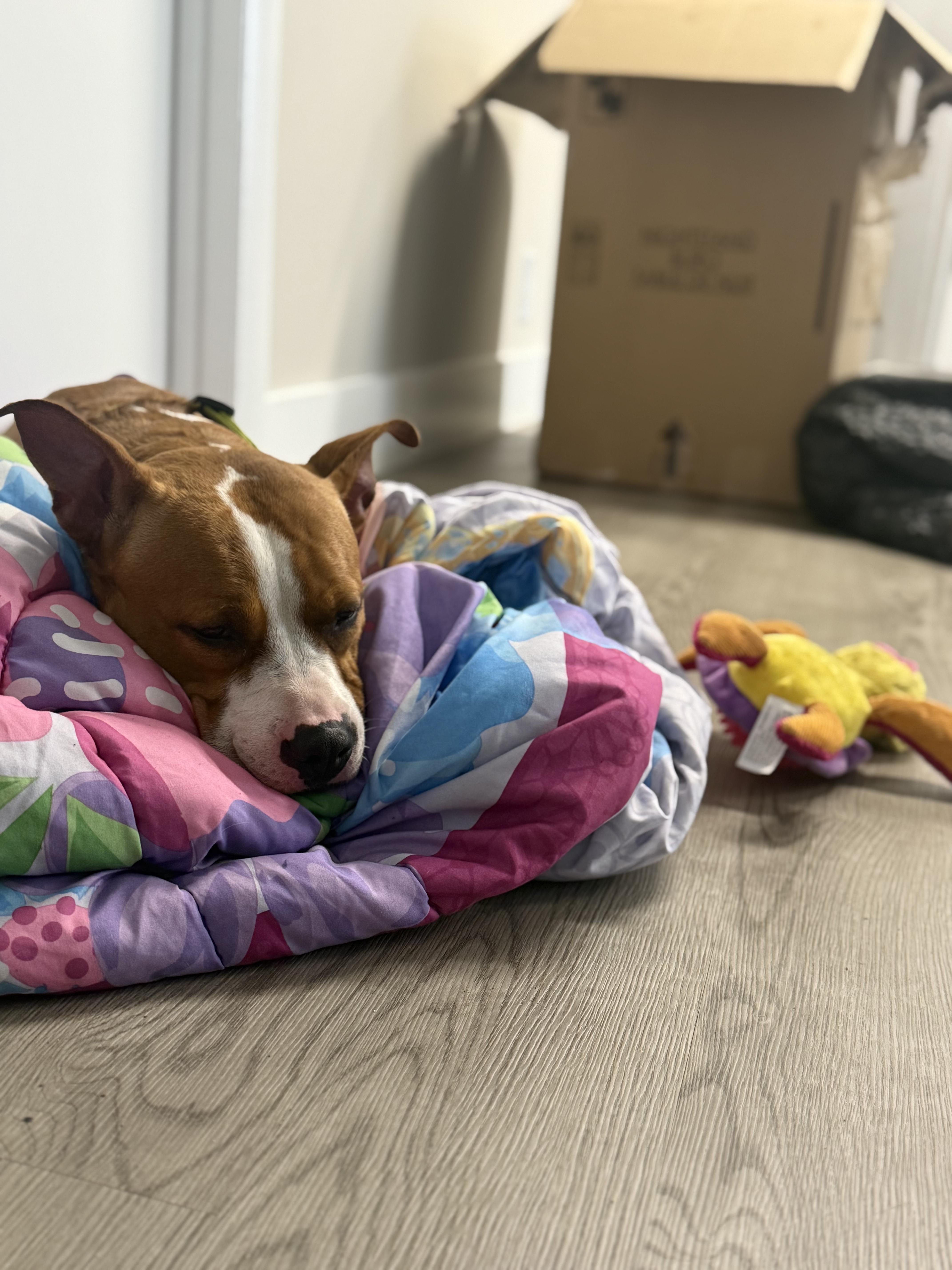 Riley, a Adoptable mixed breed in Boca Raton, FL image 1/4