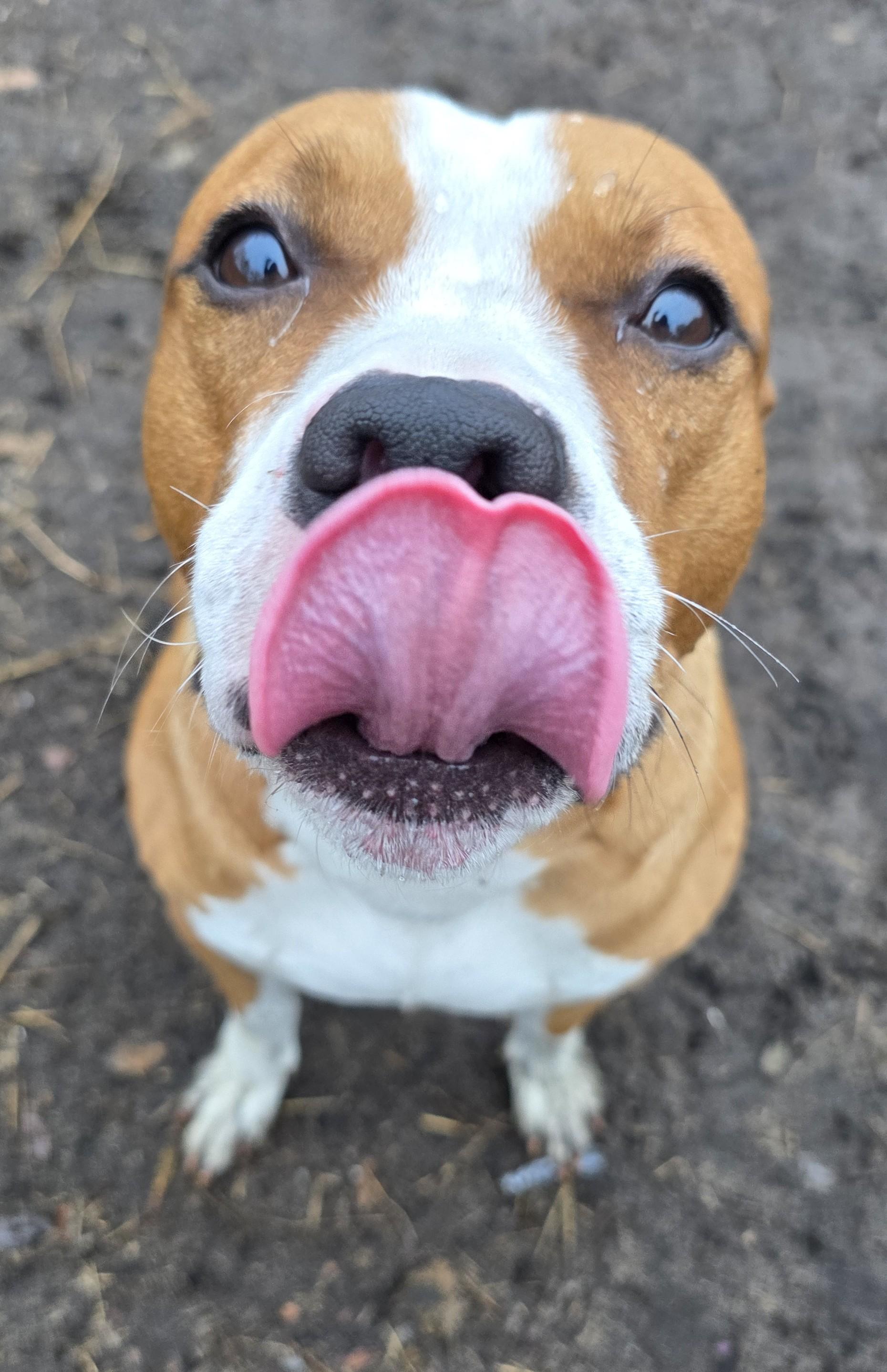 Enlarge Riley, a Adoptable mixed breed in Boca Raton, FL image 3/5