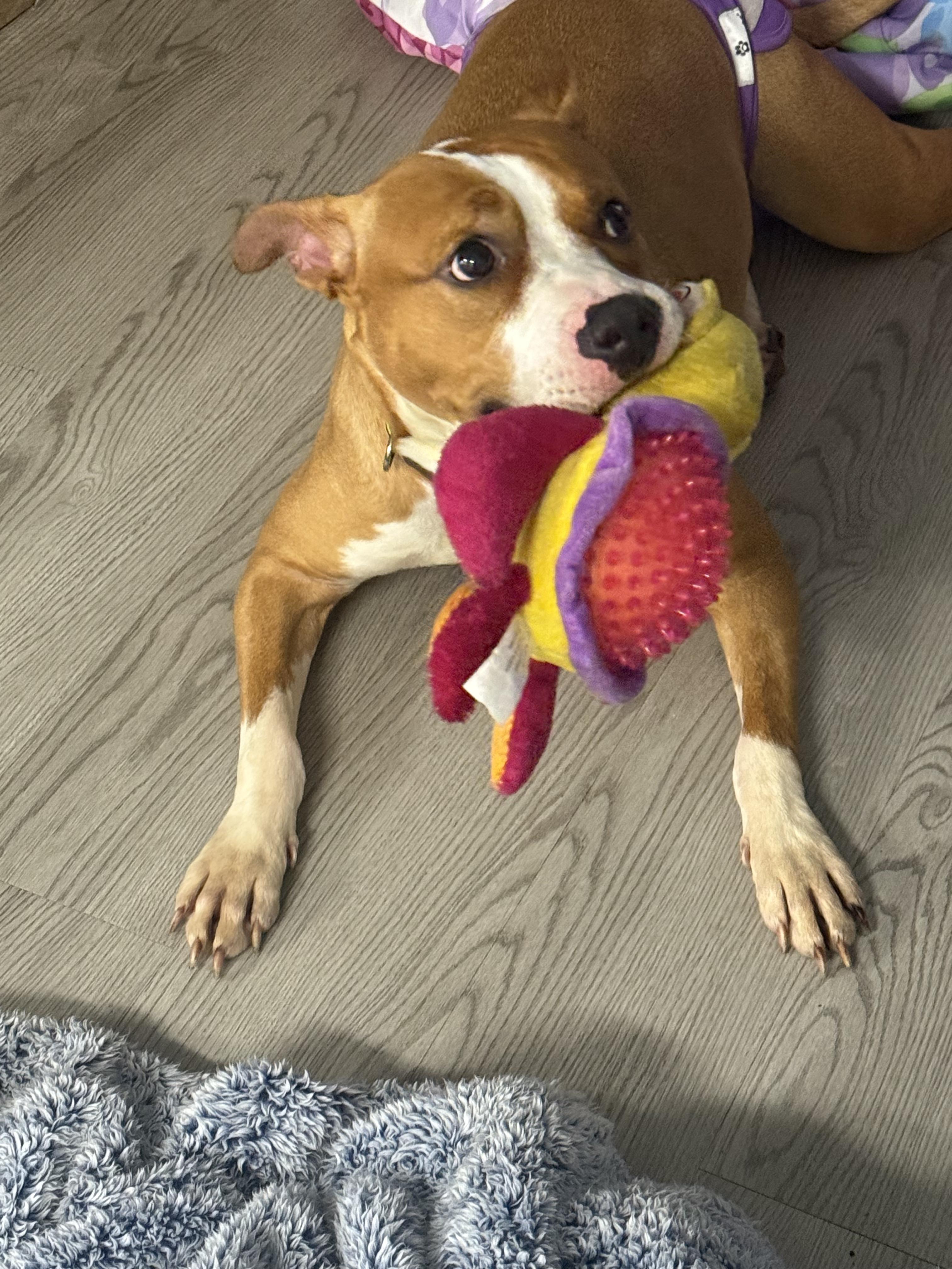 Riley, a Adoptable mixed breed in Boca Raton, FL image 3/4