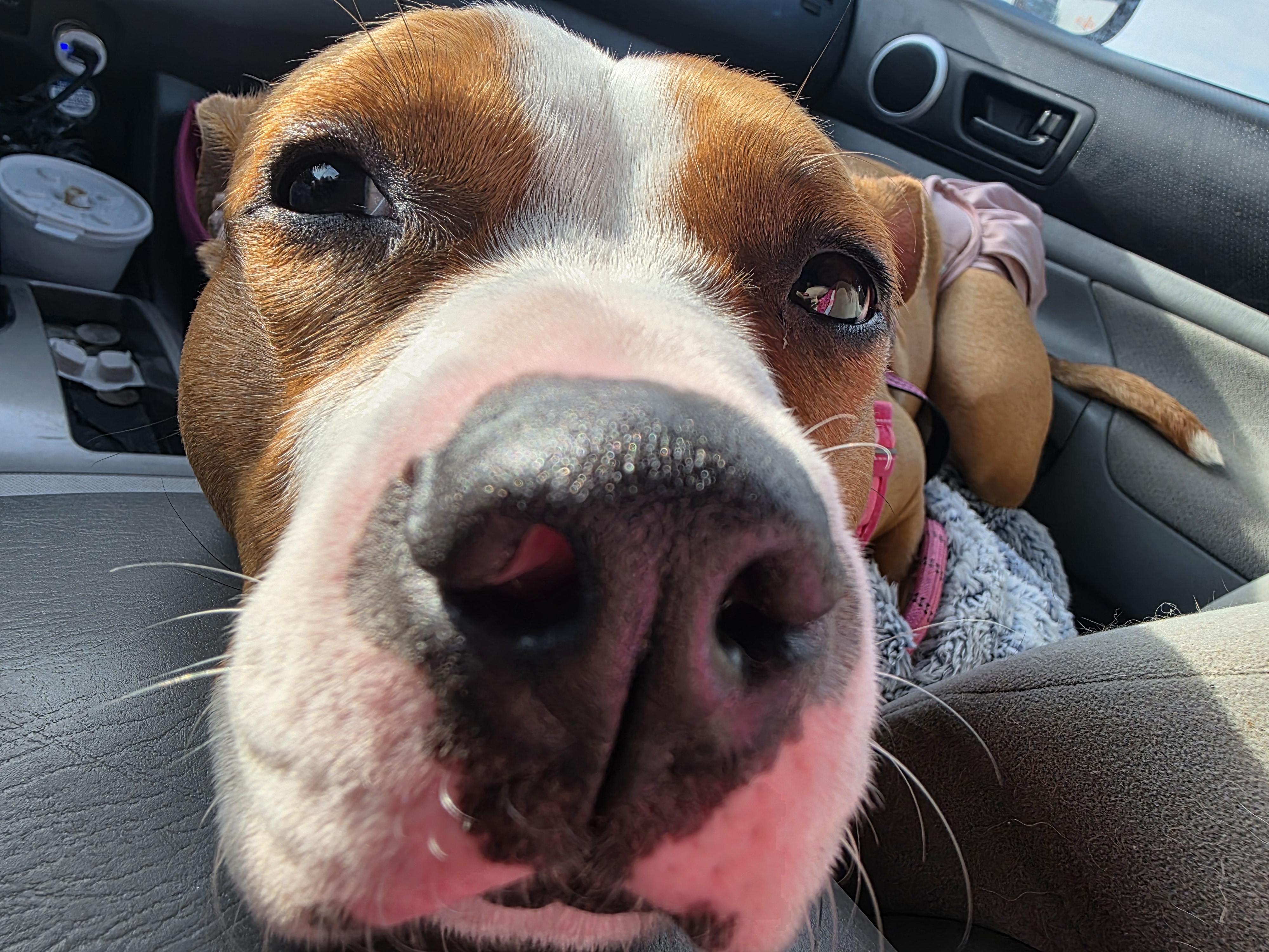 Riley, a Adoptable mixed breed in Boca Raton, FL image 4/4