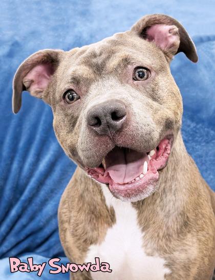 Baby Snowda, Adoptable, Adult Female Pit Bull Terrier & Mixed Breed.