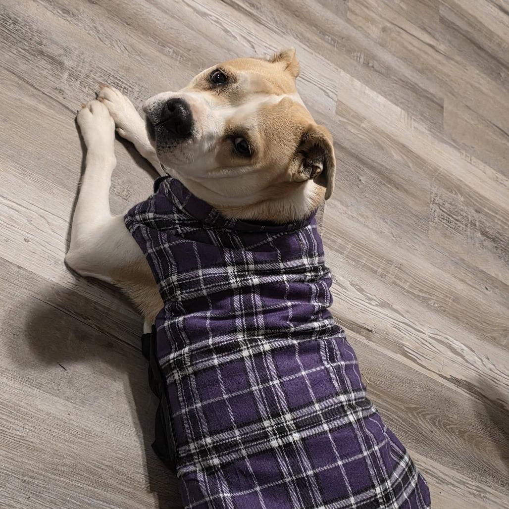 Enlarge Daisy, a Adoptable Pit Bull Terrier in Raleigh, NC image 1/6