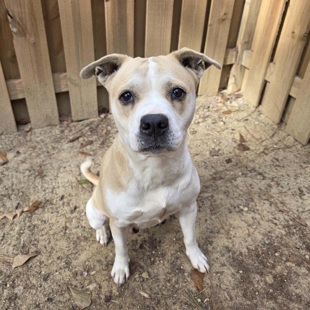 Enlarge Daisy, a Adoptable Pit Bull Terrier in Raleigh, NC image 2/6