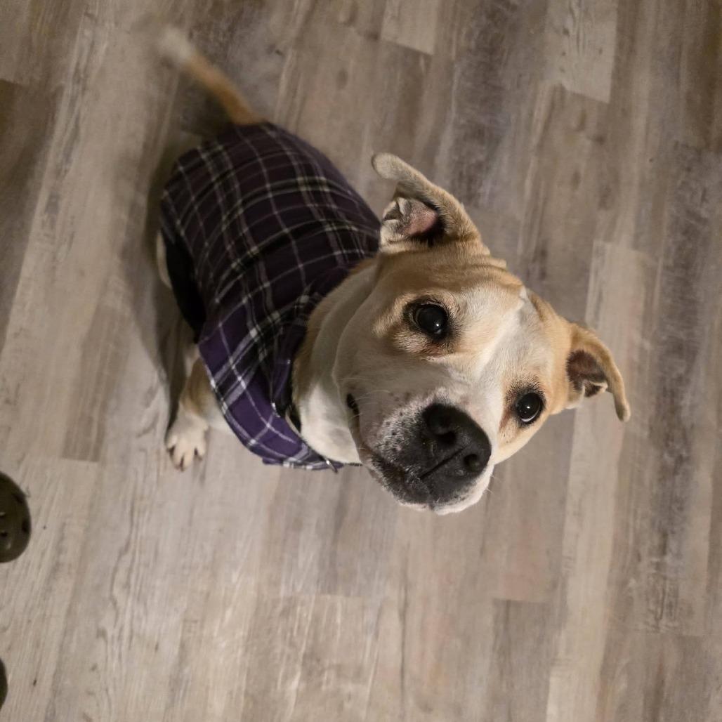 Enlarge Daisy, a Adoptable Pit Bull Terrier in Raleigh, NC image 3/6