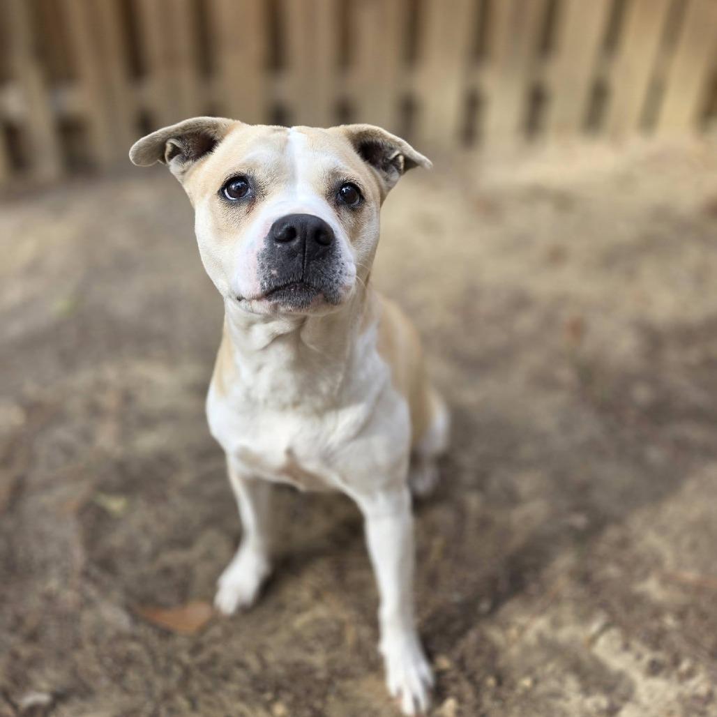 Enlarge Daisy, a Adoptable Pit Bull Terrier in Raleigh, NC image 4/6