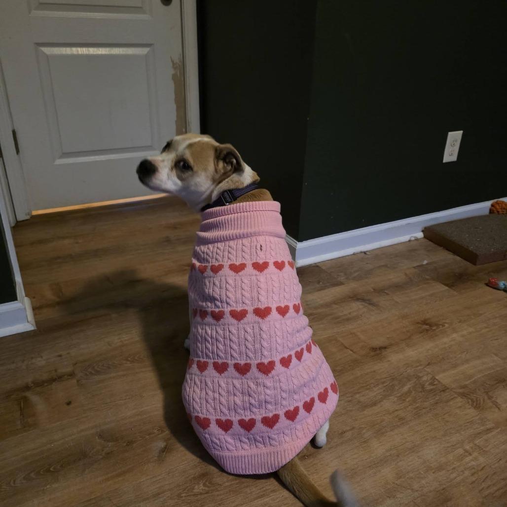 Enlarge Daisy, a Adoptable Pit Bull Terrier in Raleigh, NC image 5/6