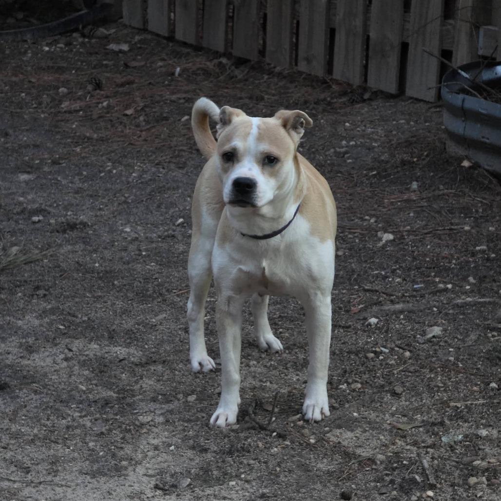 Enlarge Daisy, a Adoptable Pit Bull Terrier in Raleigh, NC image 6/6