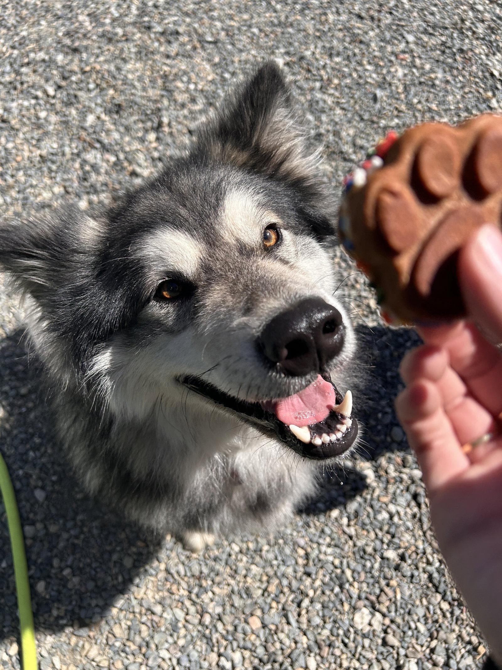 CHEWIE, a Adoptable Alaskan Malamute in Seattle, WA image 1/3