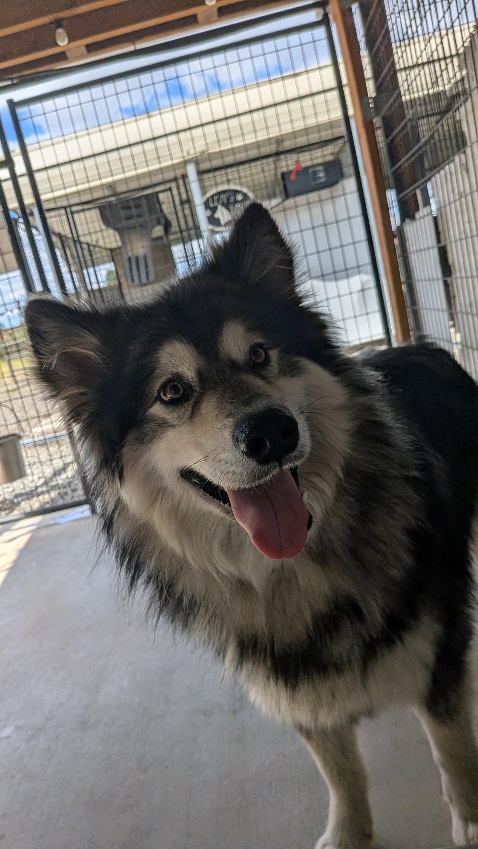 CHEWIE, a Adoptable Alaskan Malamute in Seattle, WA image 2/3