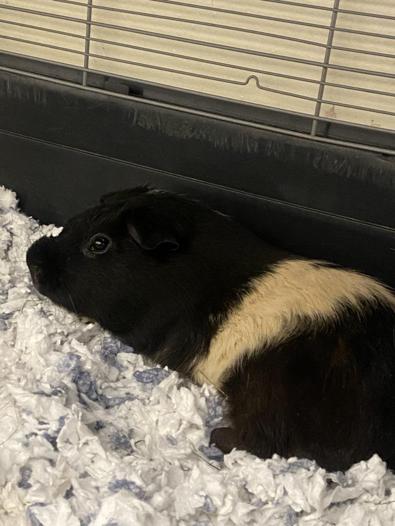 Enlarge Hannibal, a Adoptable Guinea Pig in Fall River, MA image 1/1