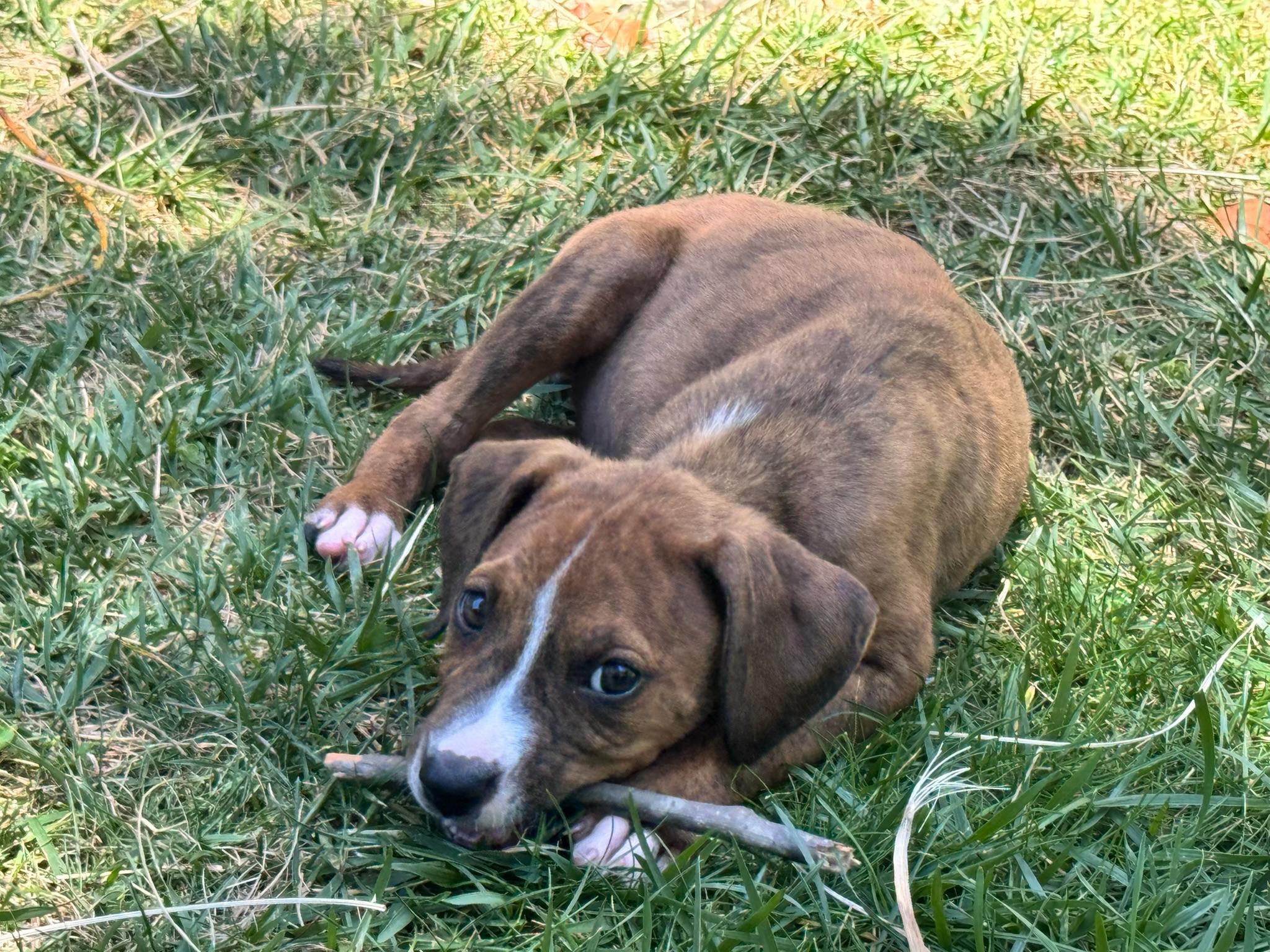 Enlarge Cora, an adopted mixed breed in Irvine, CA image 4/6