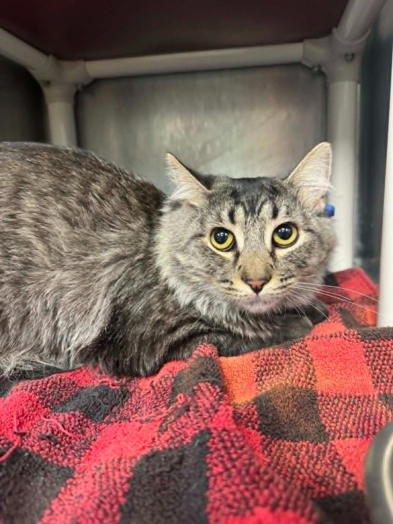 Enlarge Milo, a Adoptable mixed breed in Marion, OH image 1/1