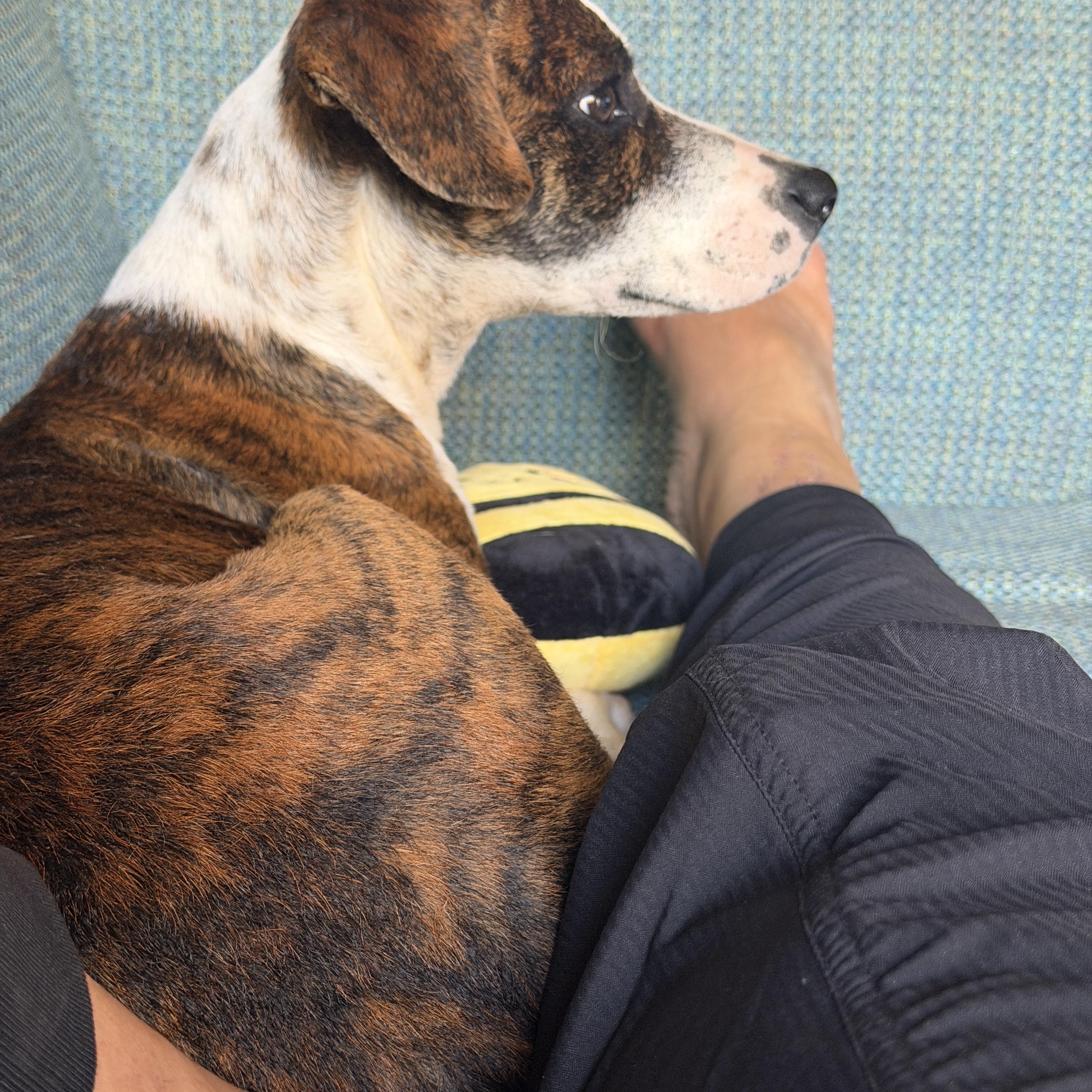 Enlarge Hannah, an adoptable Mixed Breed in Glen Rock, NJ image 2/5