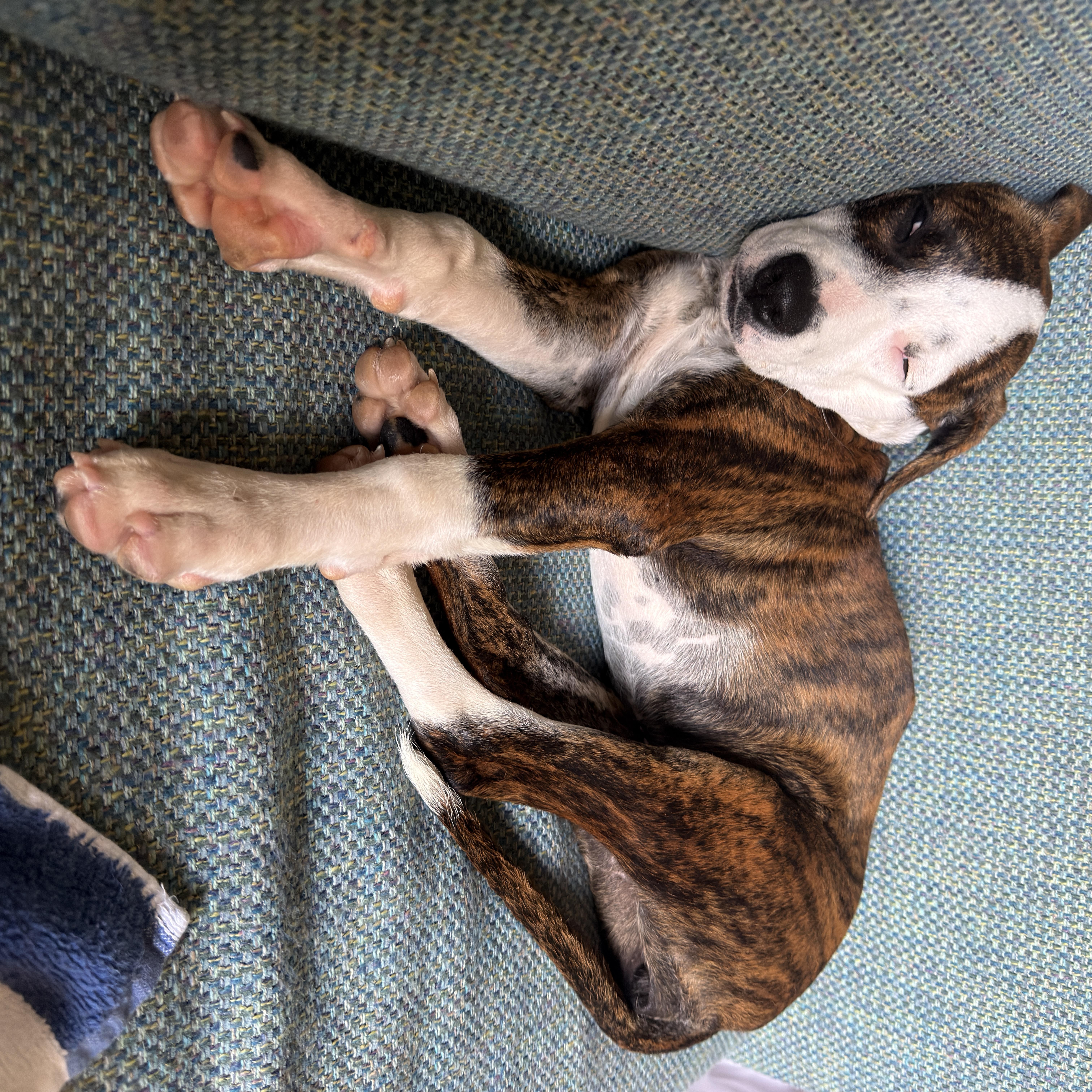 Enlarge Hannah, an adoptable Mixed Breed in Glen Rock, NJ image 4/5