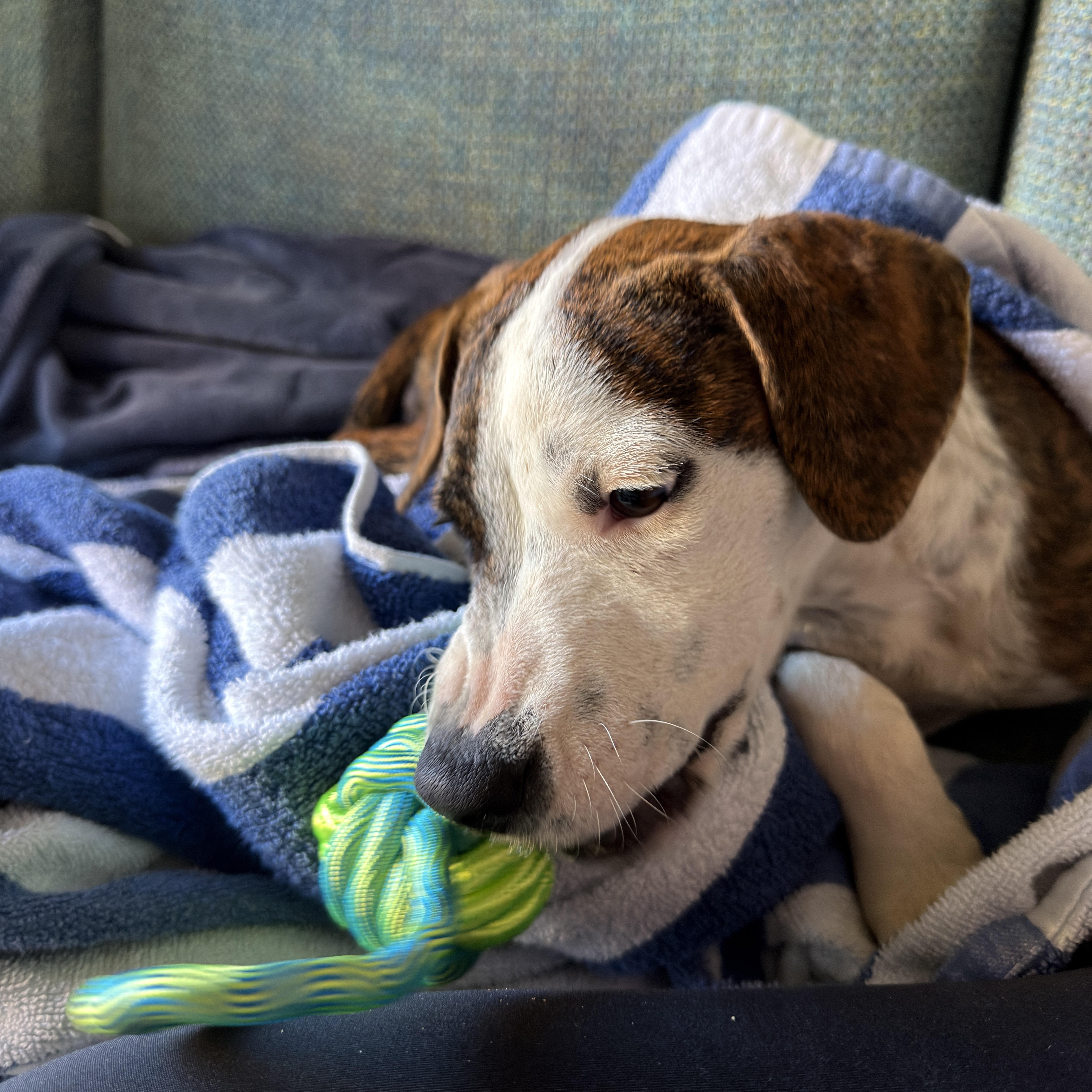 Enlarge Hannah, an adoptable Mixed Breed in Glen Rock, NJ image 3/5